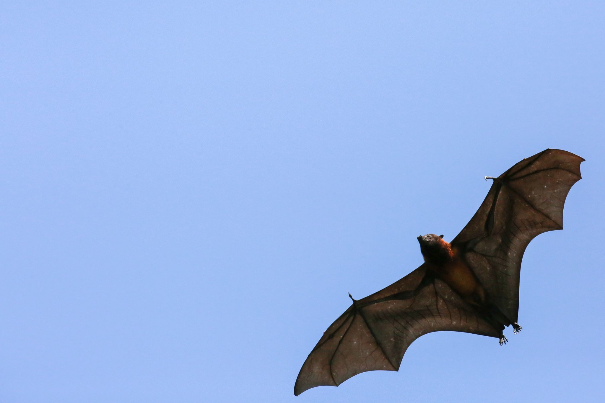 Giant fruit bat, Pangkor Laut, Malaysia