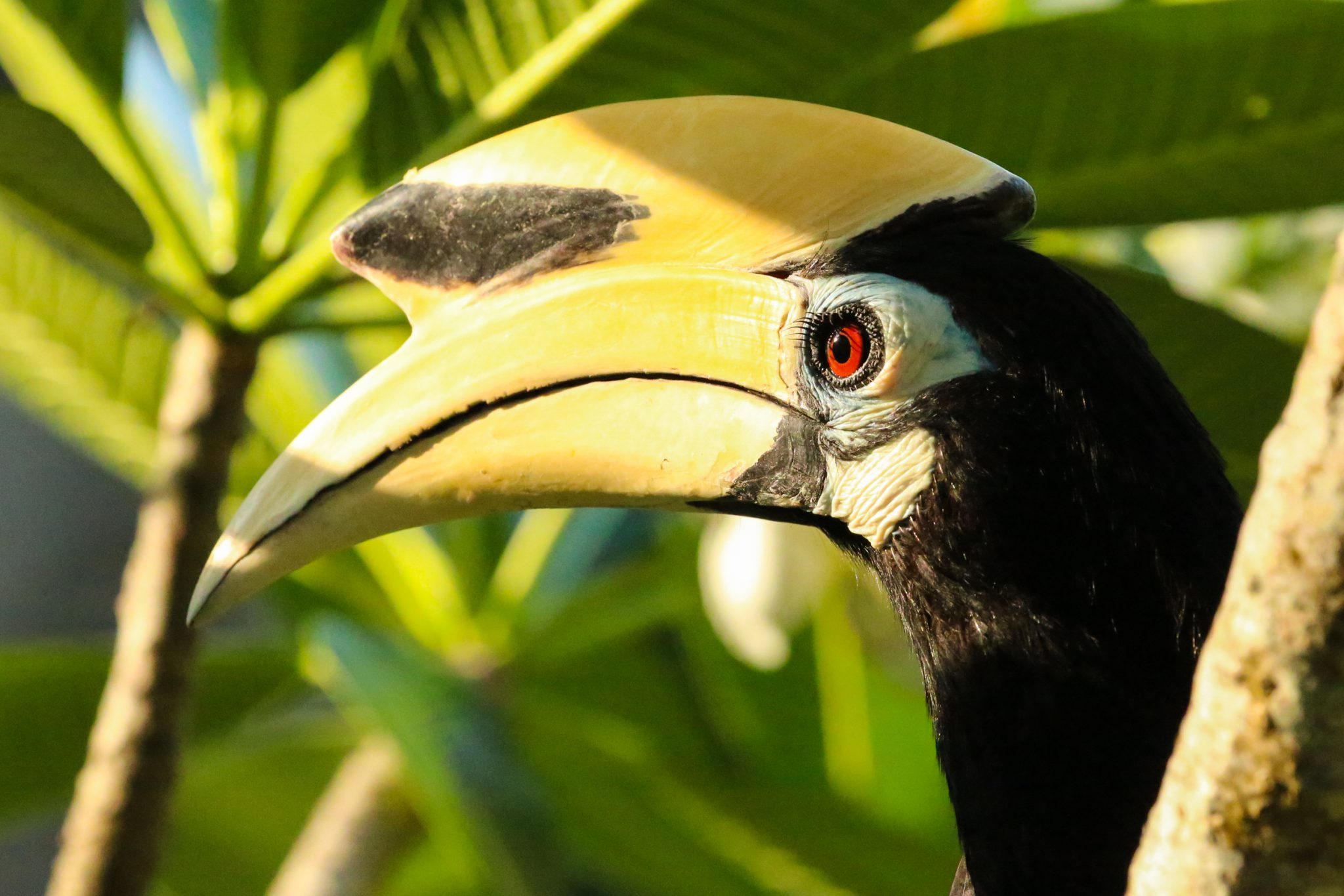 Oriental pied hornbill, Pangkor Laut, Malaysia