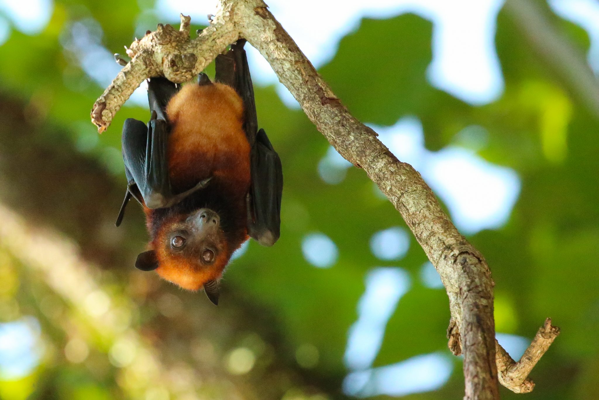 Giant fruit bat, Pangkor Laut, Malaysia