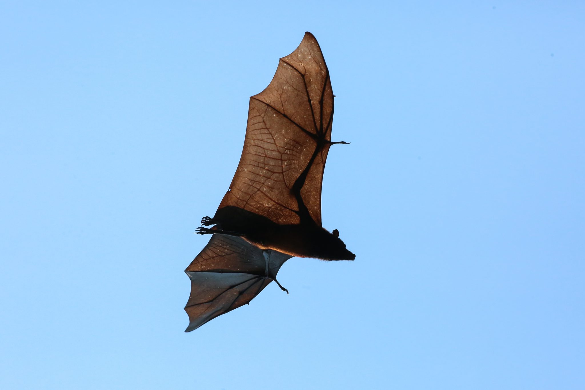 Giant fruit bat, Pangkor Laut, Malaysia