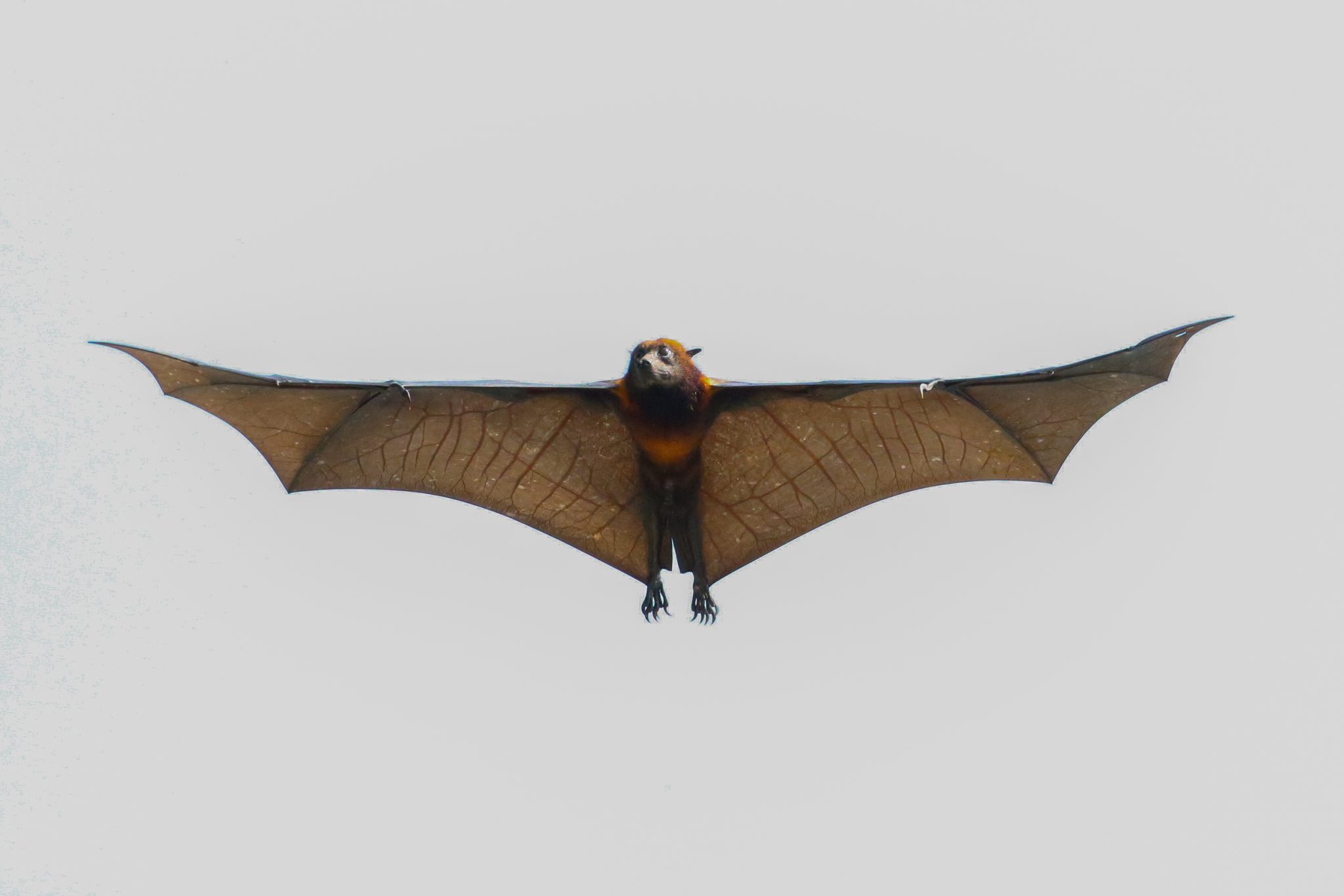 Giant fruit bat, Pangkor Laut, Malaysia