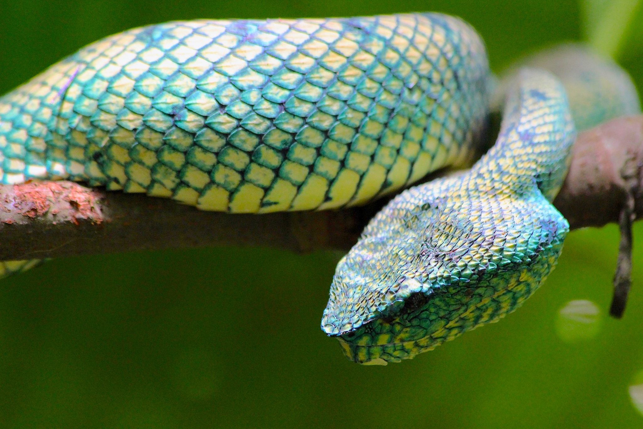 Wagler's Pit Viper, Bako National Park, Sarawak, Malaysia