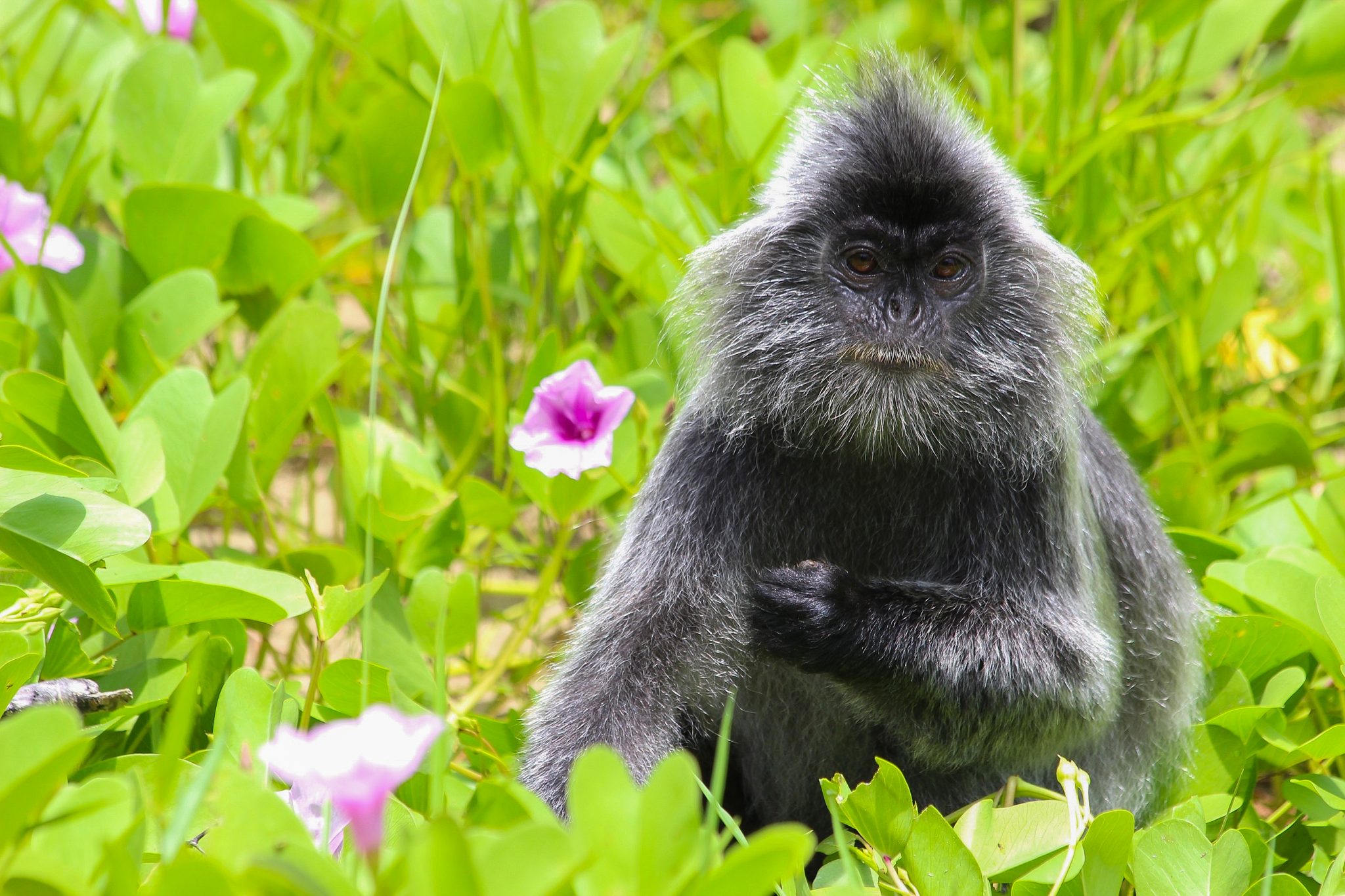 Silver leaf monkey, Bako National Park, Sarawak, Malaysia