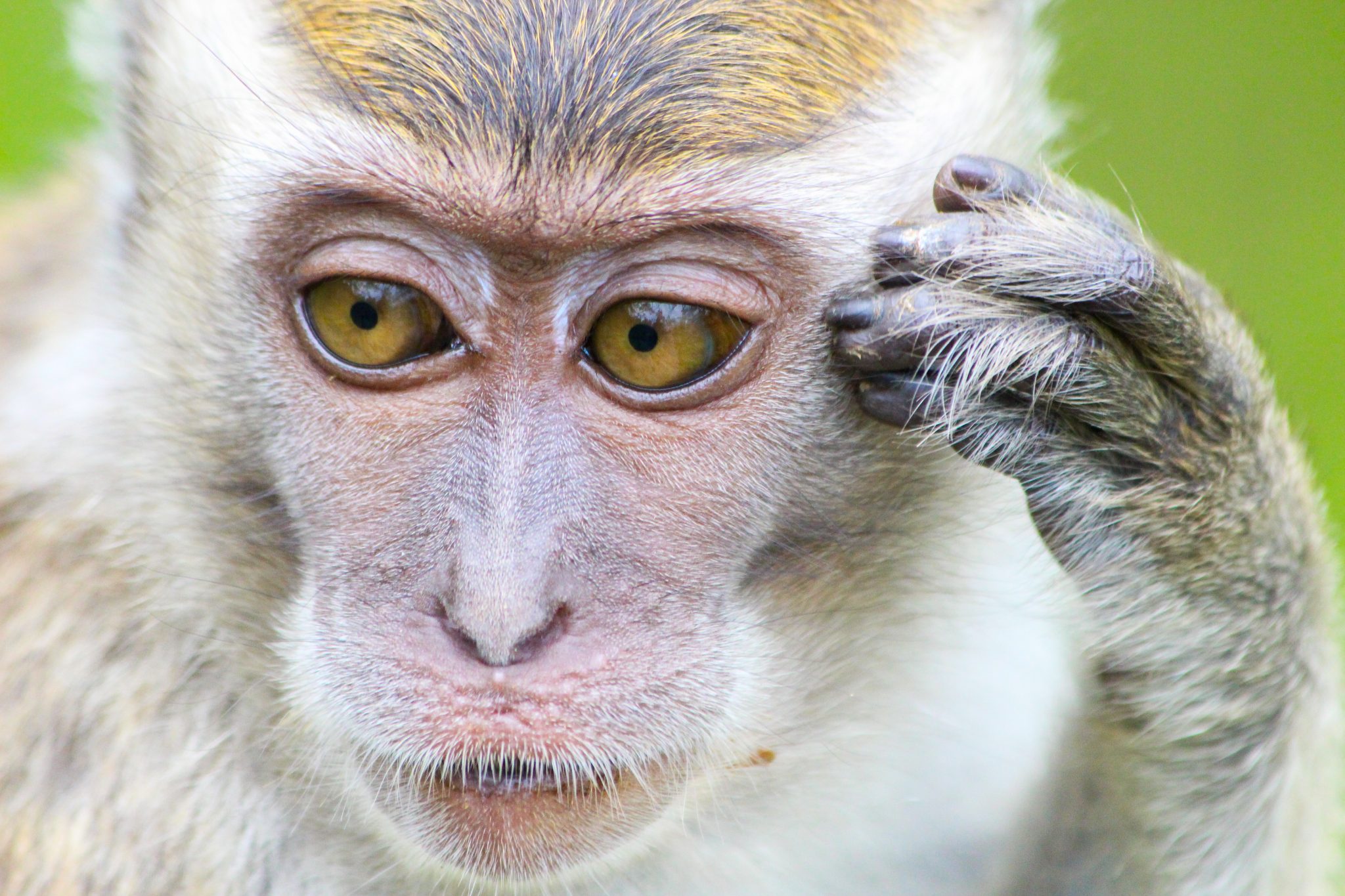Long-tailed macaque, Bako National Park, Sarawak, Malaysia