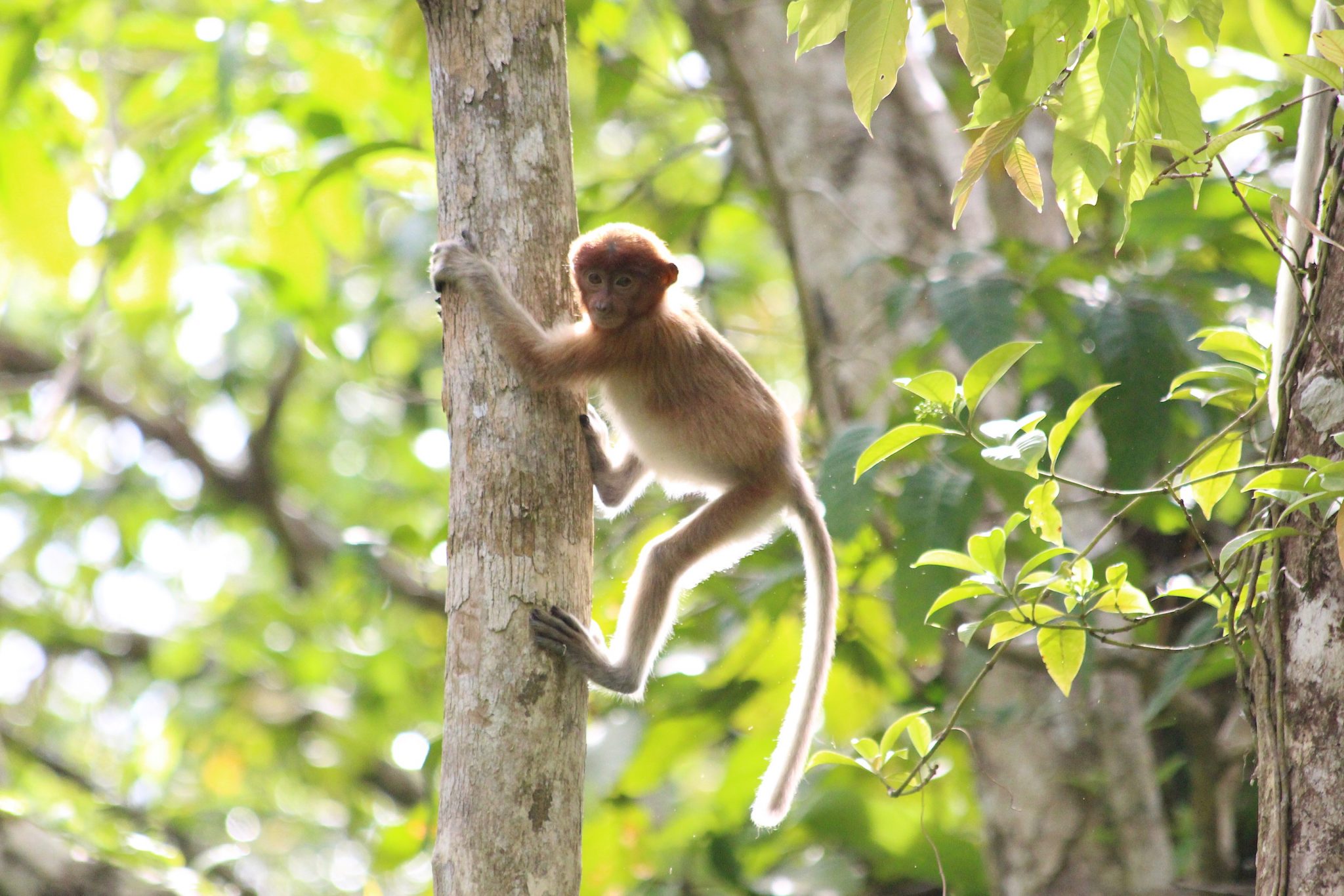 Long-tailed macaque, Bako National Park, Sarawak, Malaysia