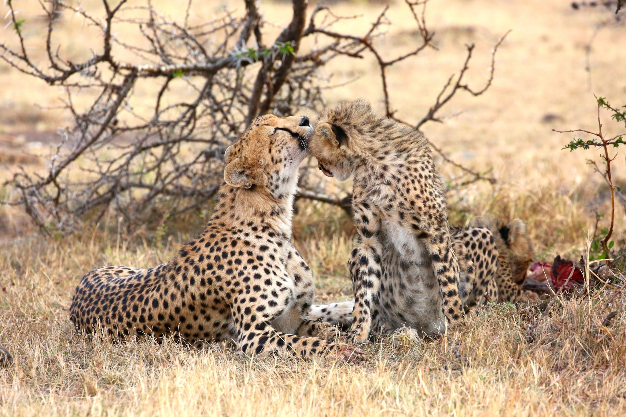 Kenya