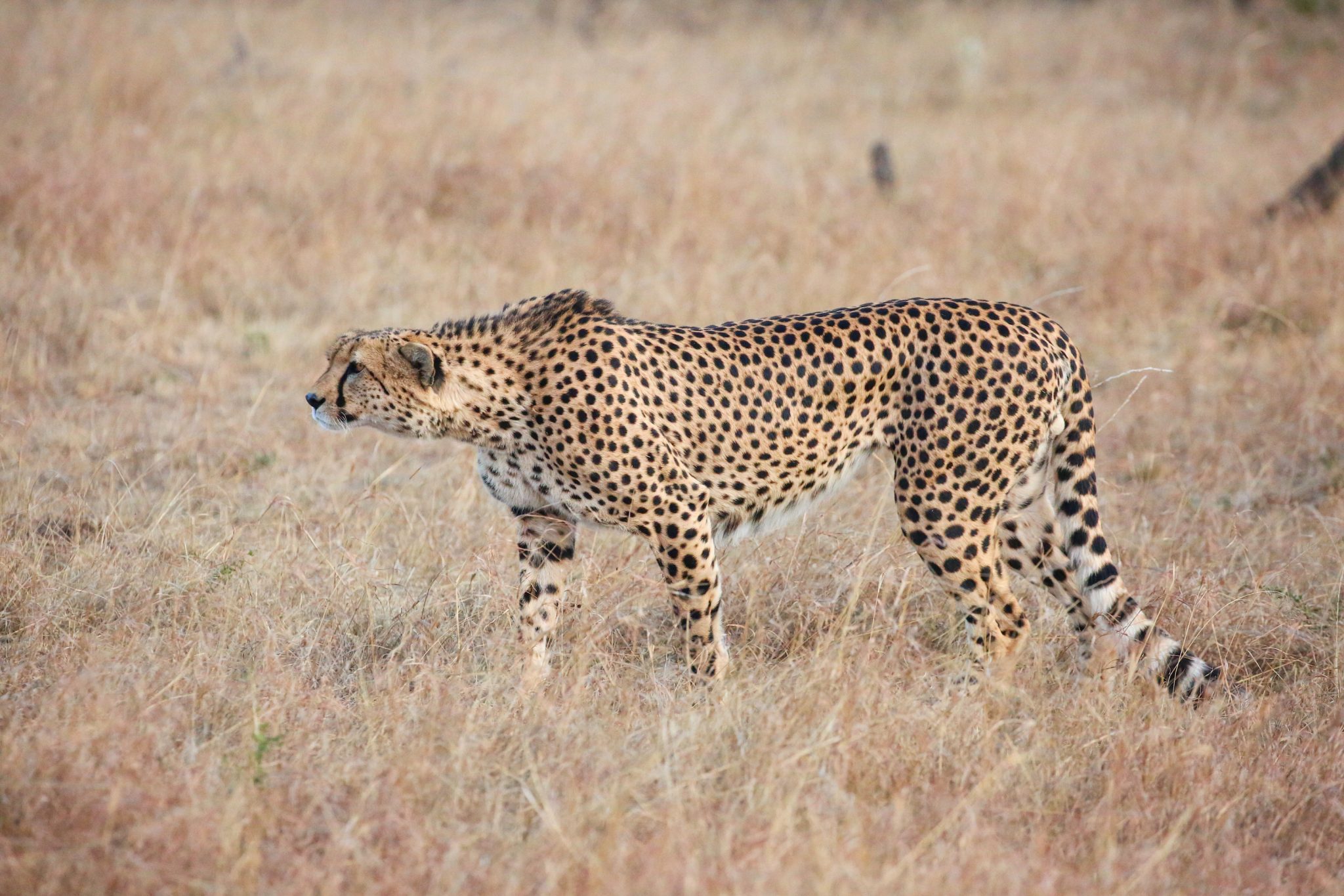 Cheetah, Naboisho Conservancy, Kenya