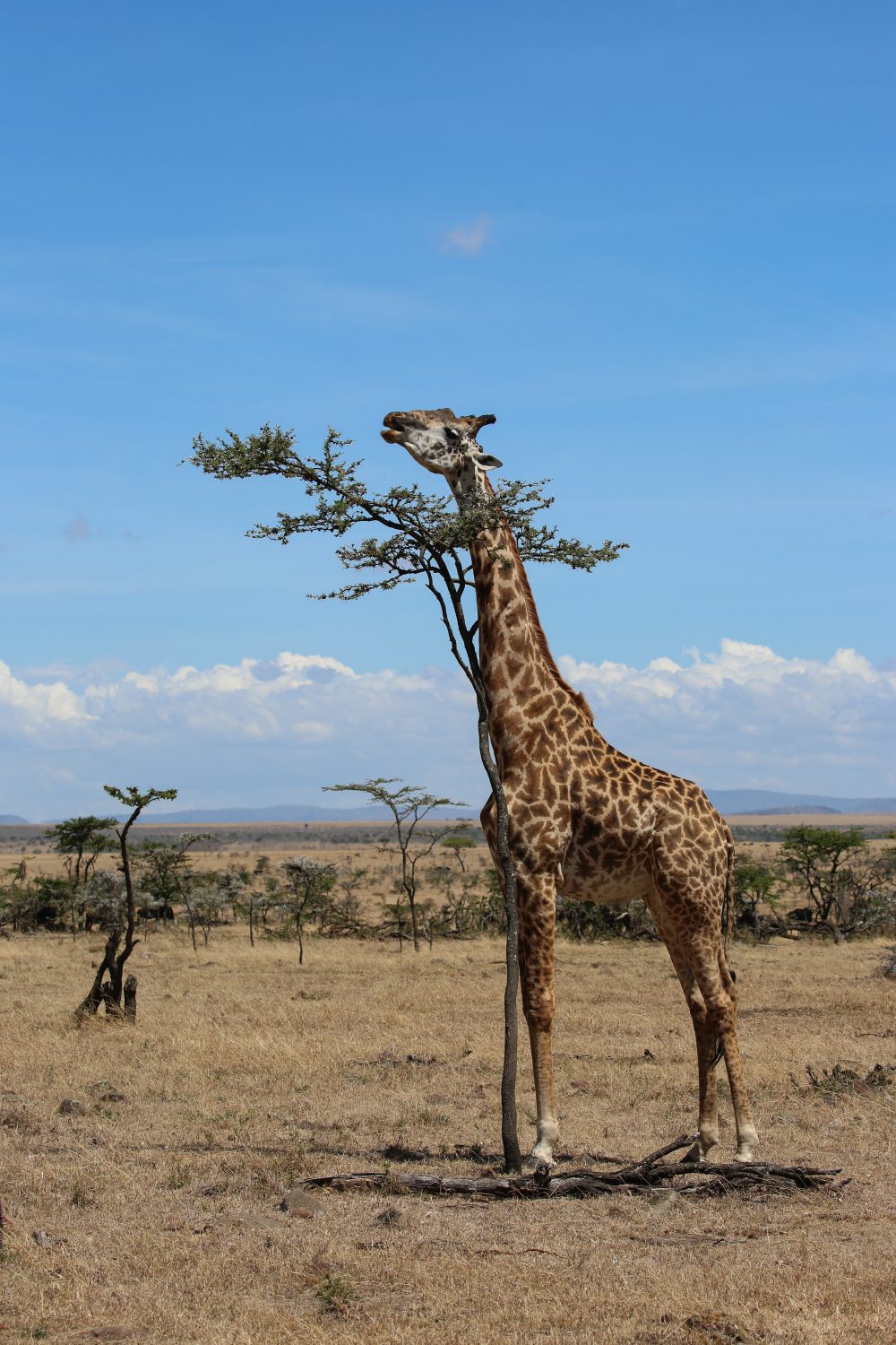 Giraffe, Naboisho Conservancy, Kenya