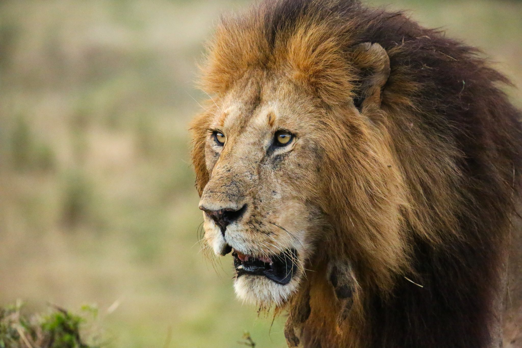 Lion, Mara Triangle, Kenya