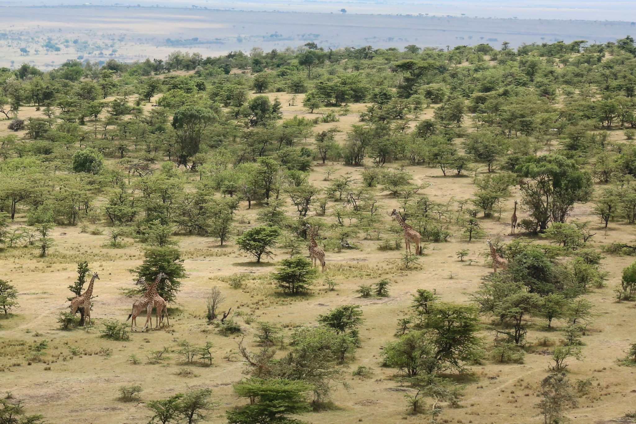 Giraffes, Lemek Conservancy, Kenya