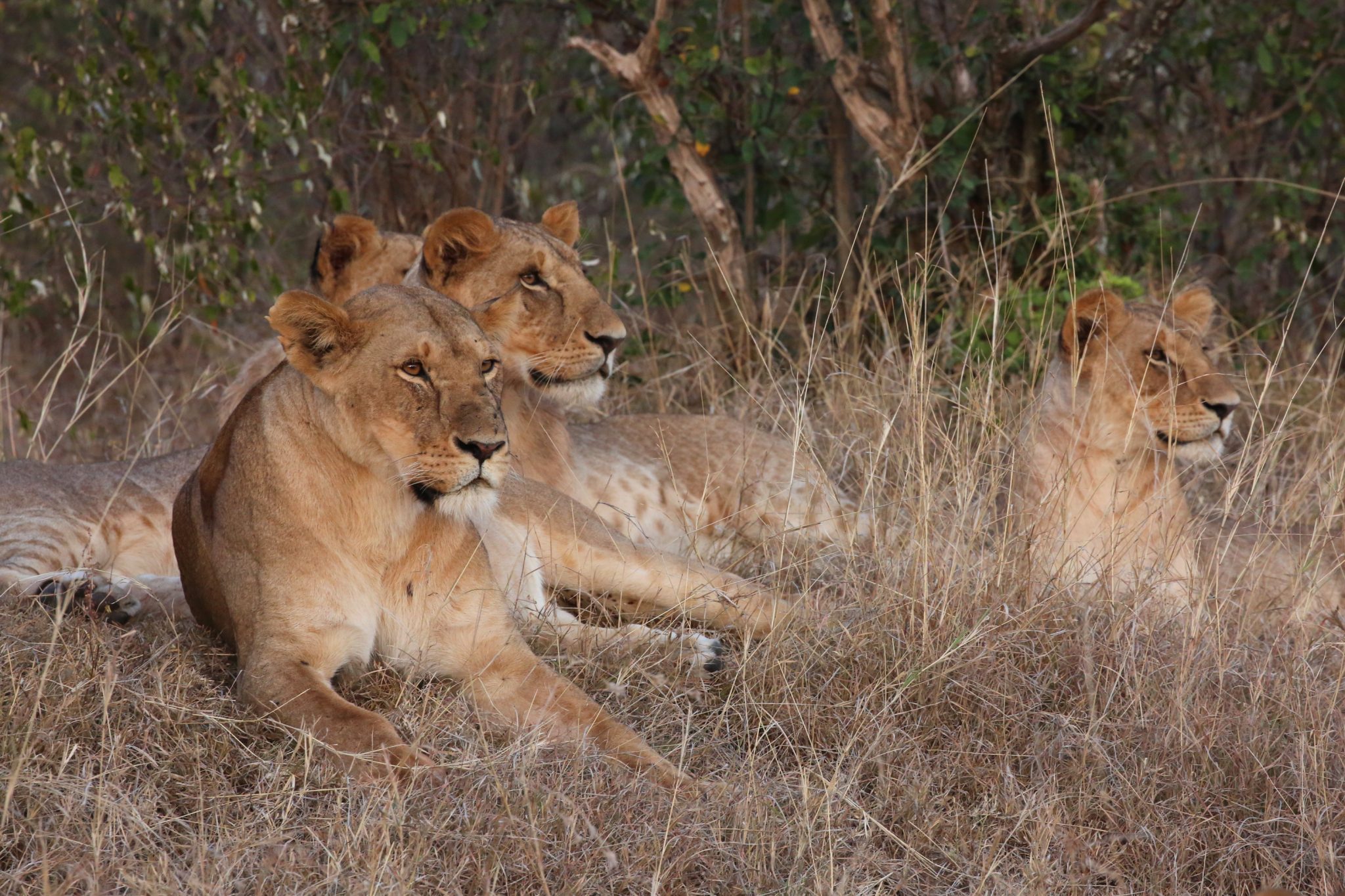 Lions, Naboisho Conservancy, Kenya