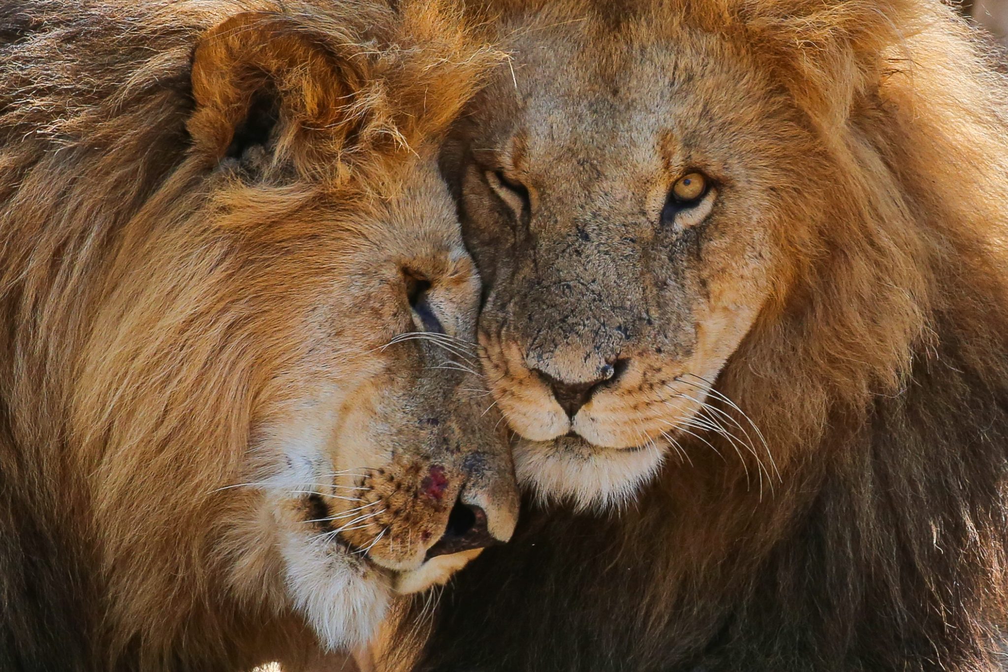 Affectionate lion brothers — Mara Naboisho Conservancy, Kenya