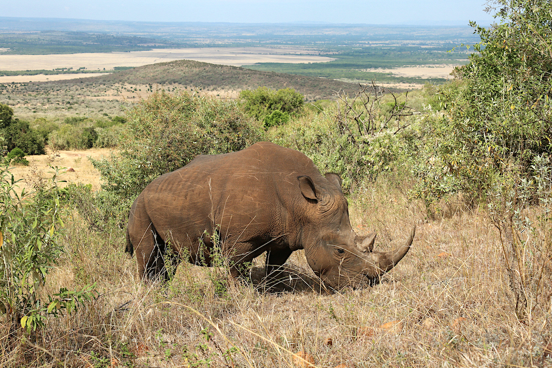 Rhino, Ol Choro Conservancy, Kenya