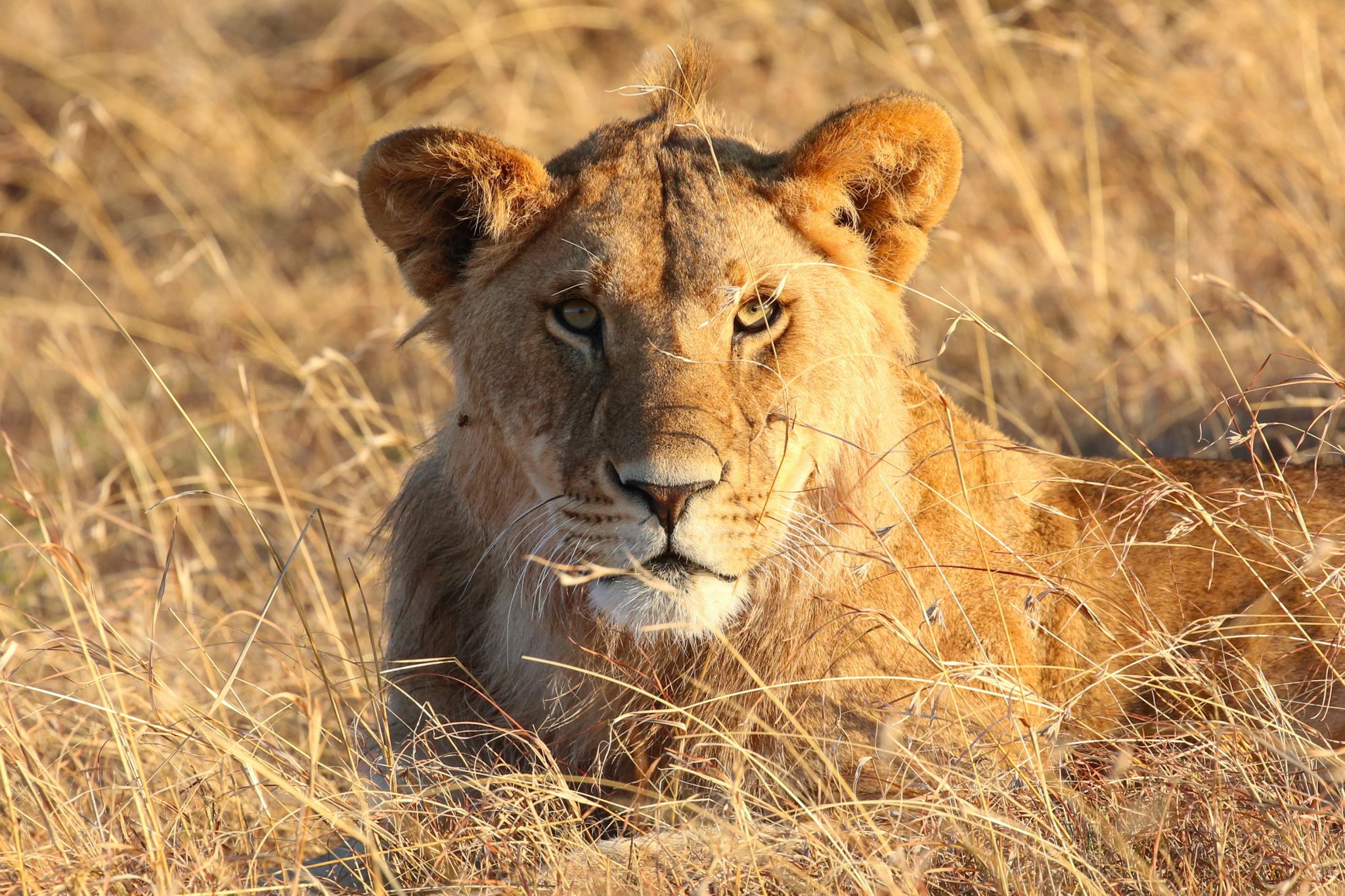 Lion, Naboisho Conservancy, Kenya