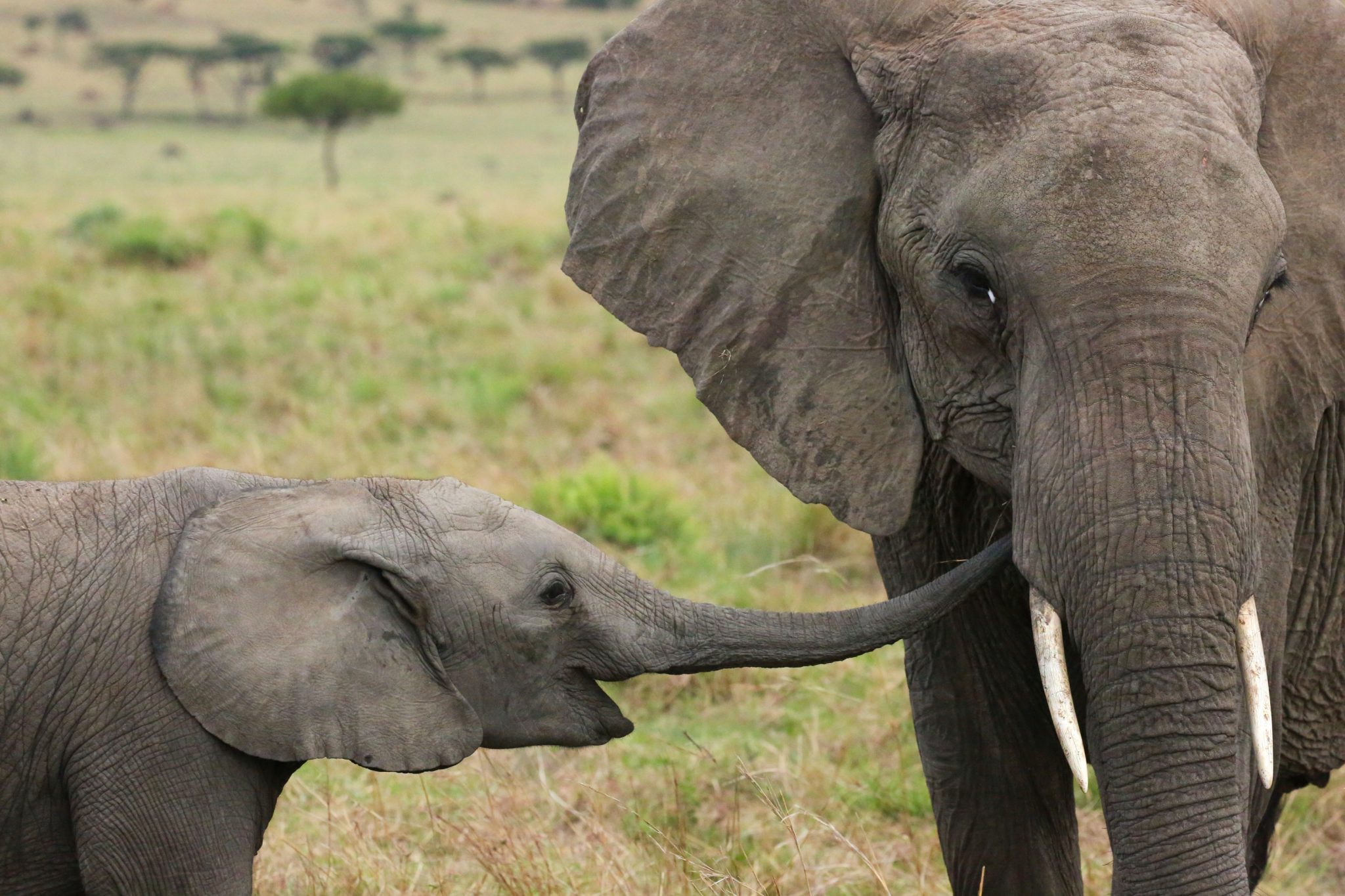 Elephants, Mara Triangle, Kenya