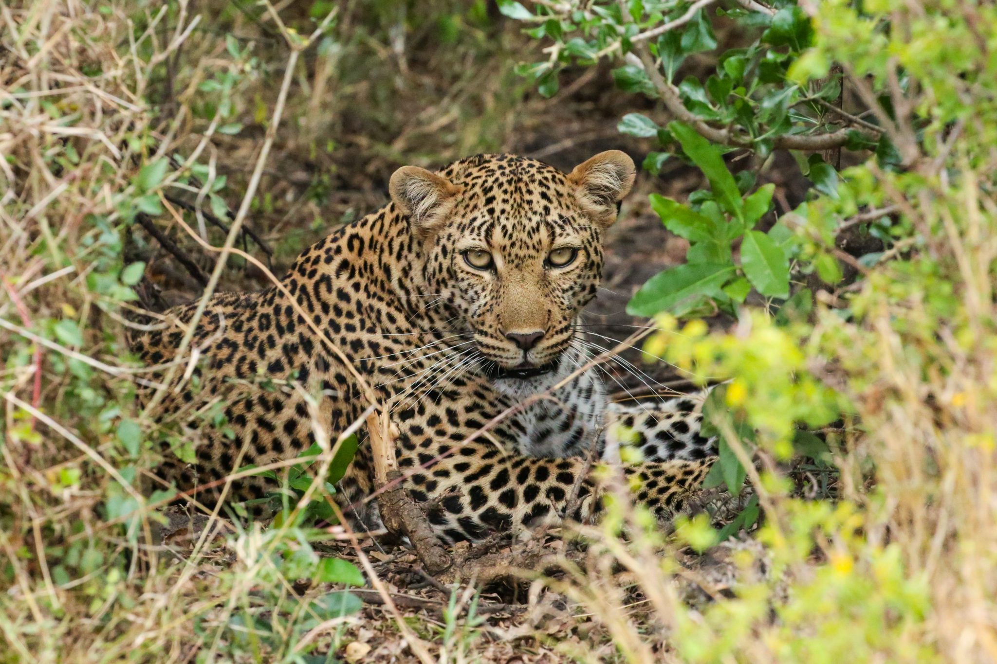 Leopard, Maasai Mara Game Reserve, Kenya