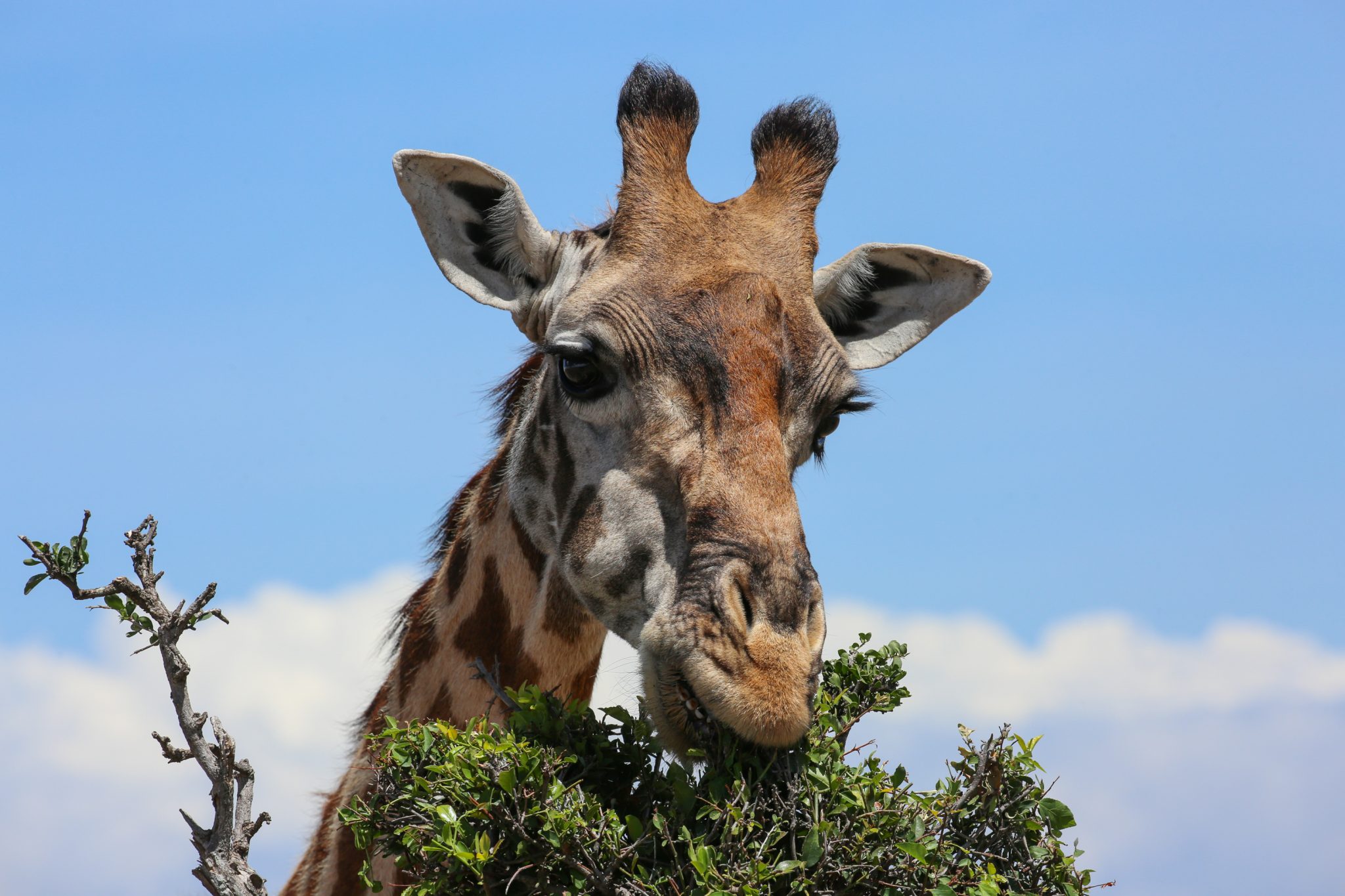 Giraffe, Naboisho Conservancy, Kenya