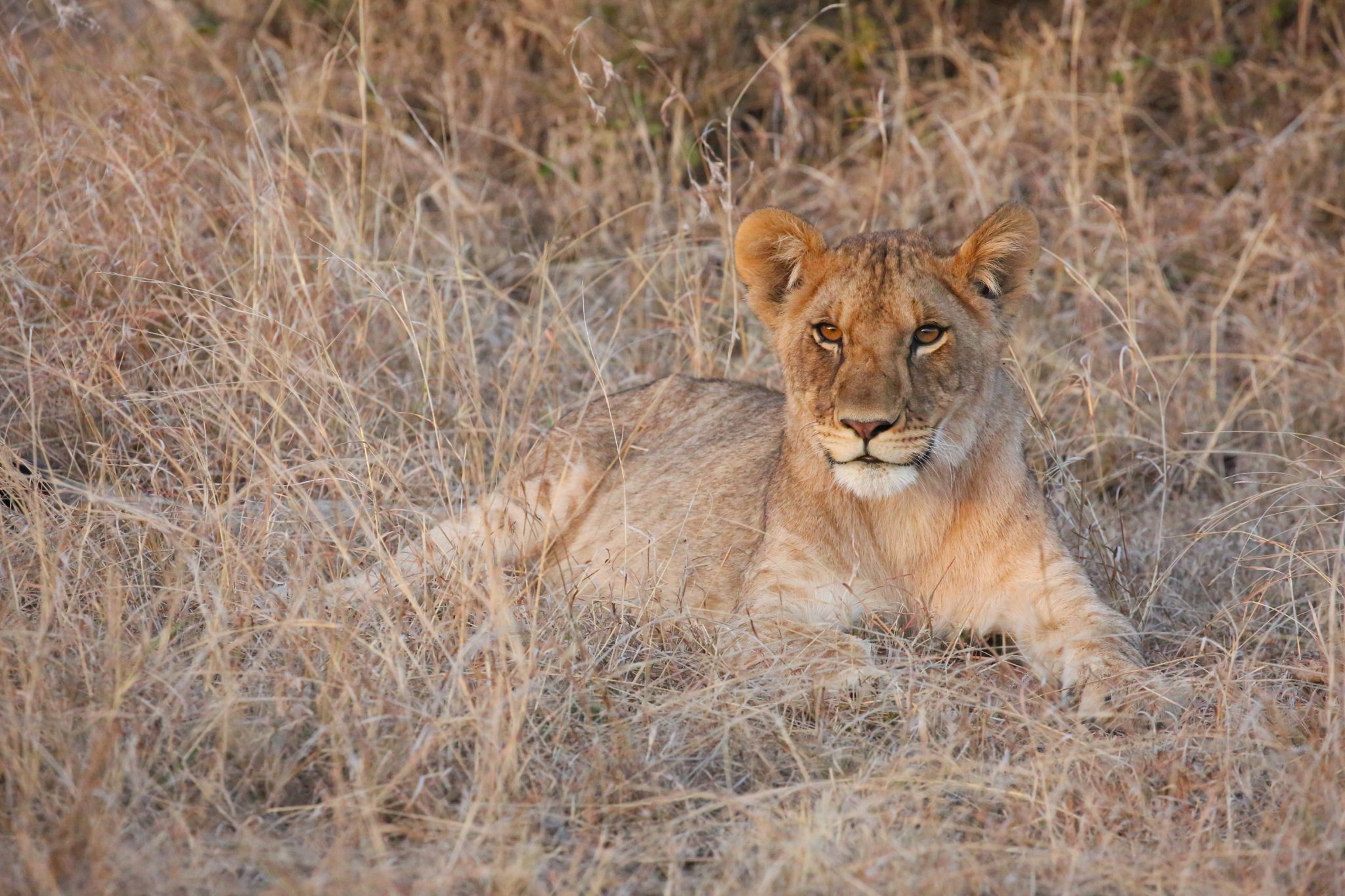 Lion, Naboisho Conservancy, Kenya