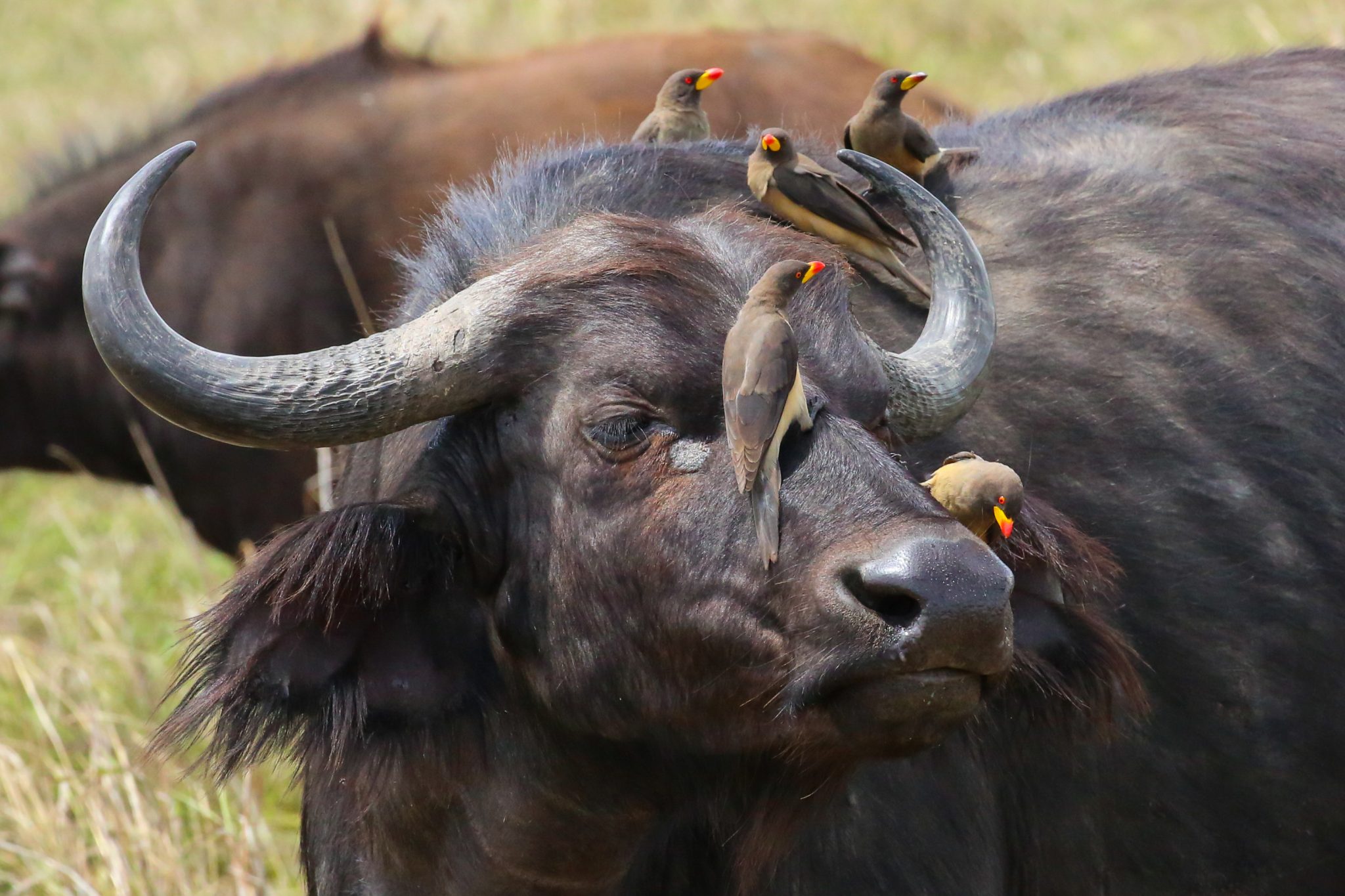 Water buffalo and oxpeckers, Mara Triangle, Kenya