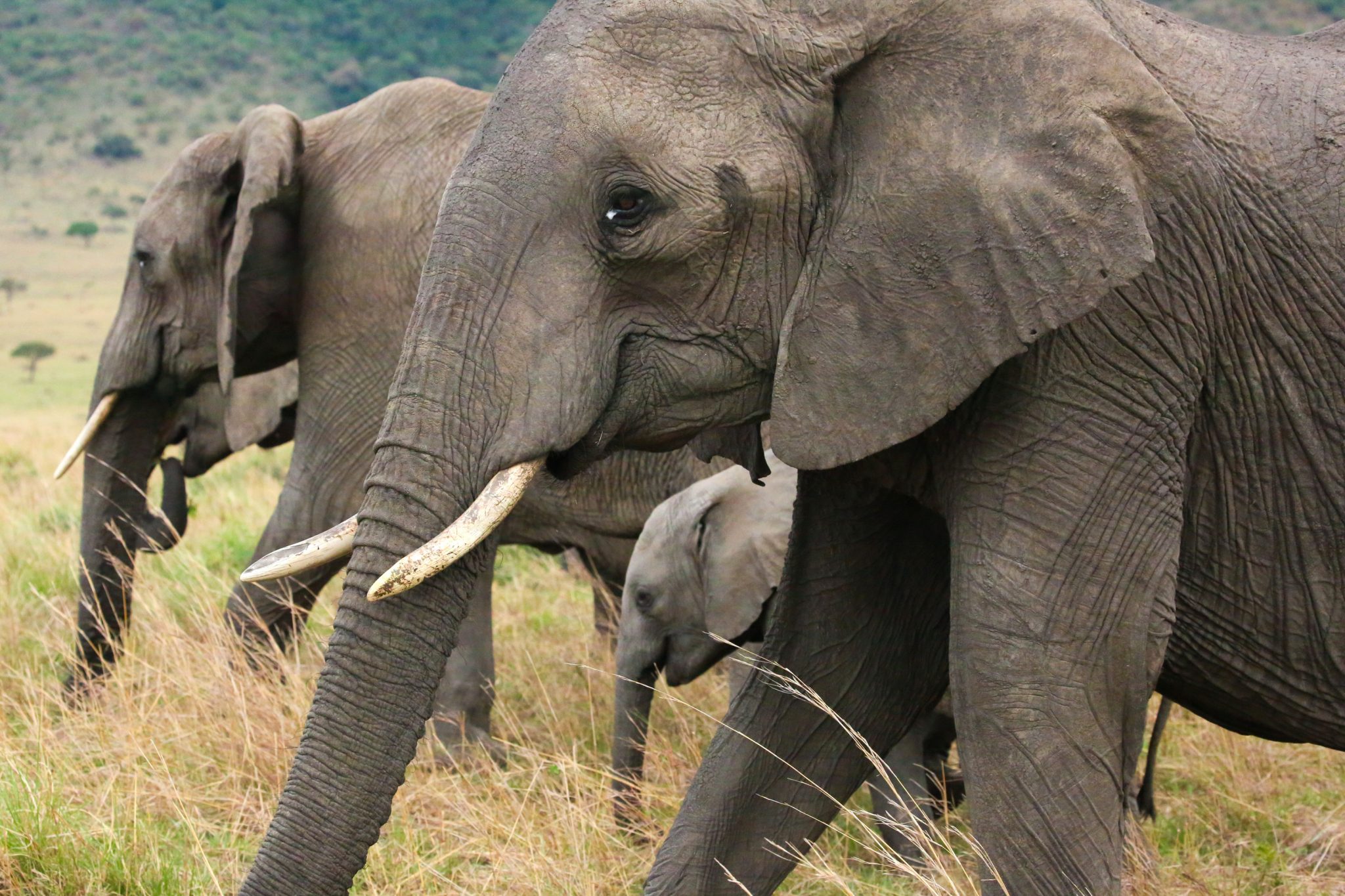 Elephants, Mara Triangle, Kenya