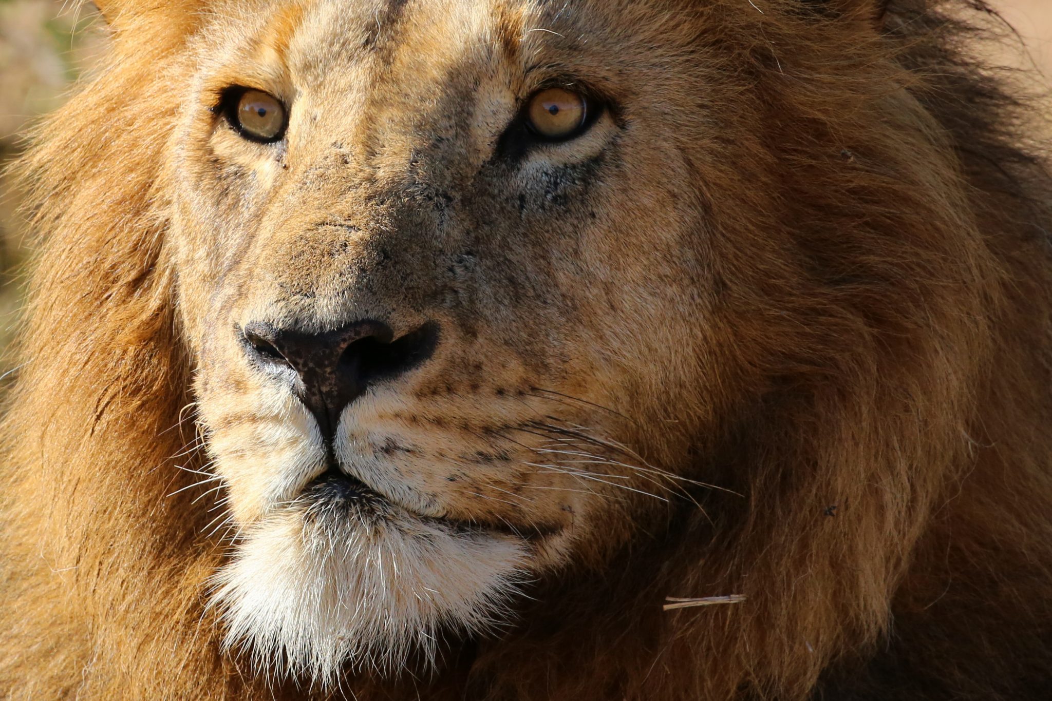 Lion, Mara Triangle, Kenya