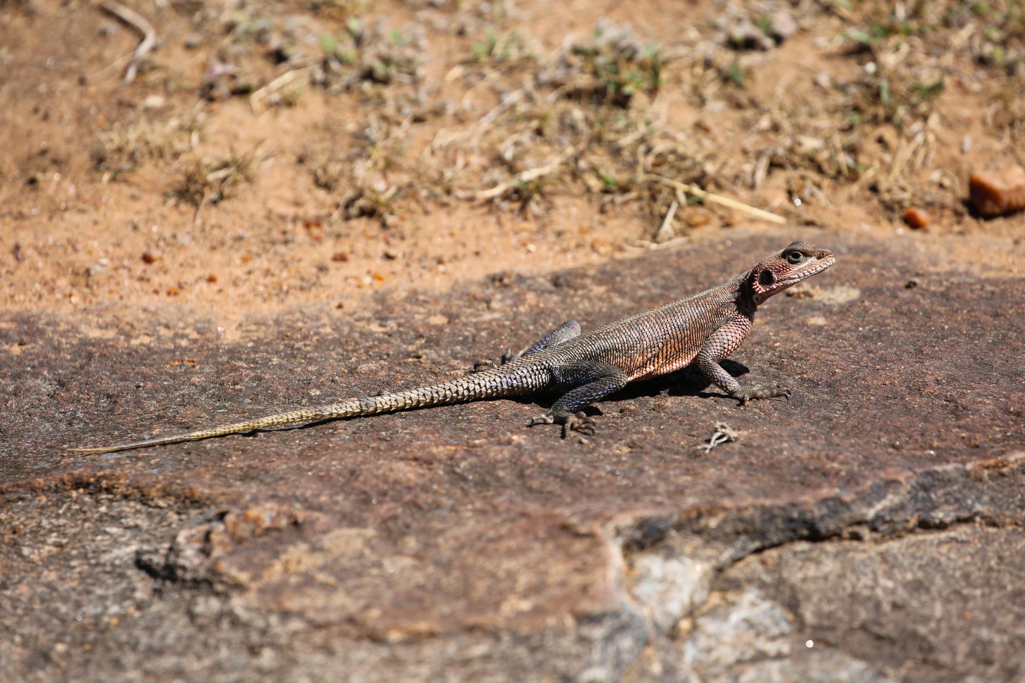 Rock agama, Mara Triangle, Kenya