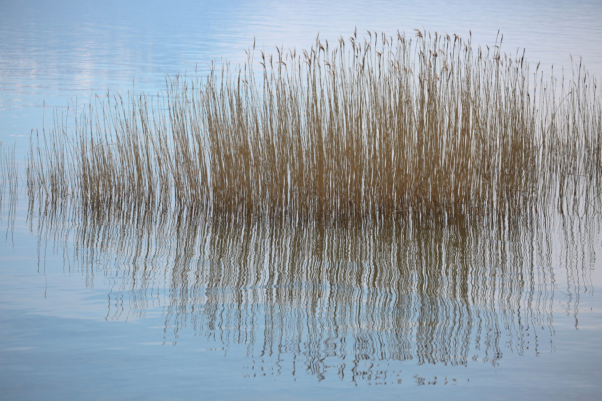 Reeds, Lake Prespa, Albania