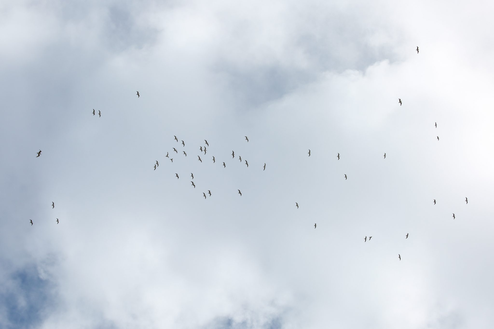 Seagulls, Queparo, Albania