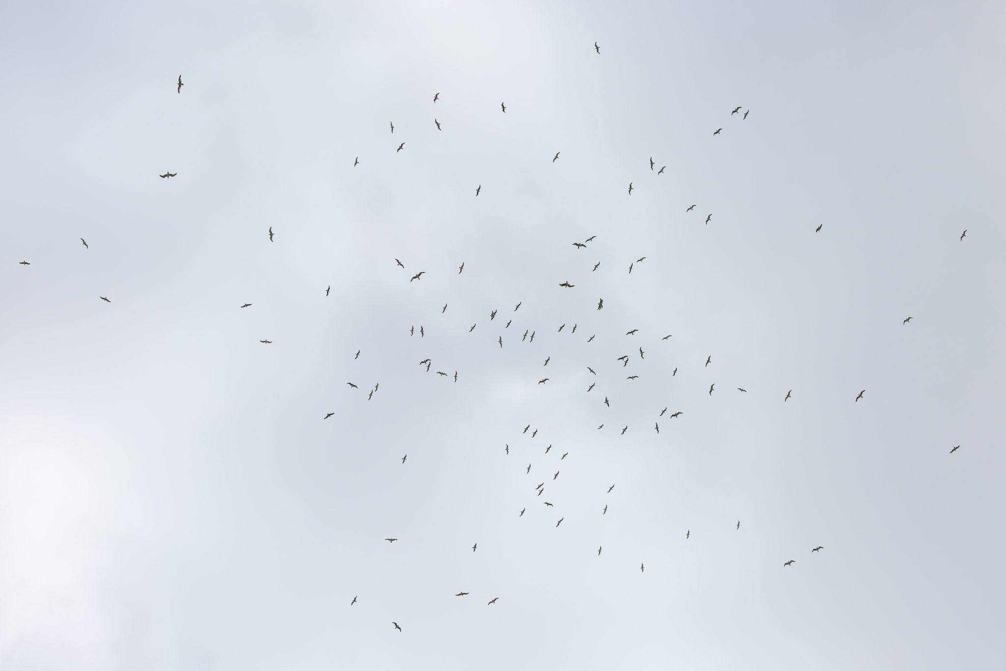 Seagulls, Queparo, Albania