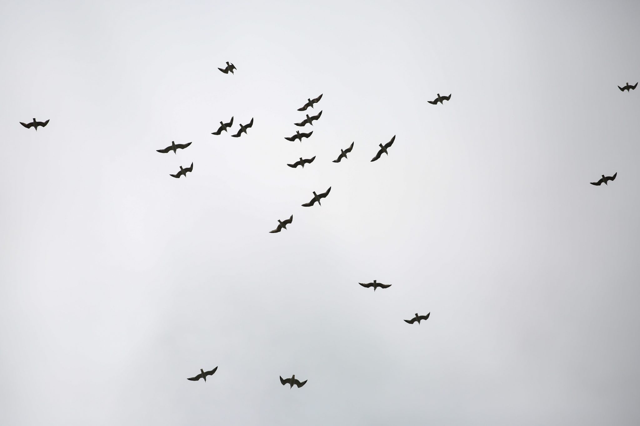 Seagulls, Queparo, Albania