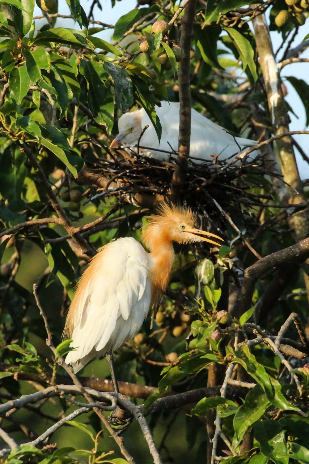 White heron, Bali, Indonesia