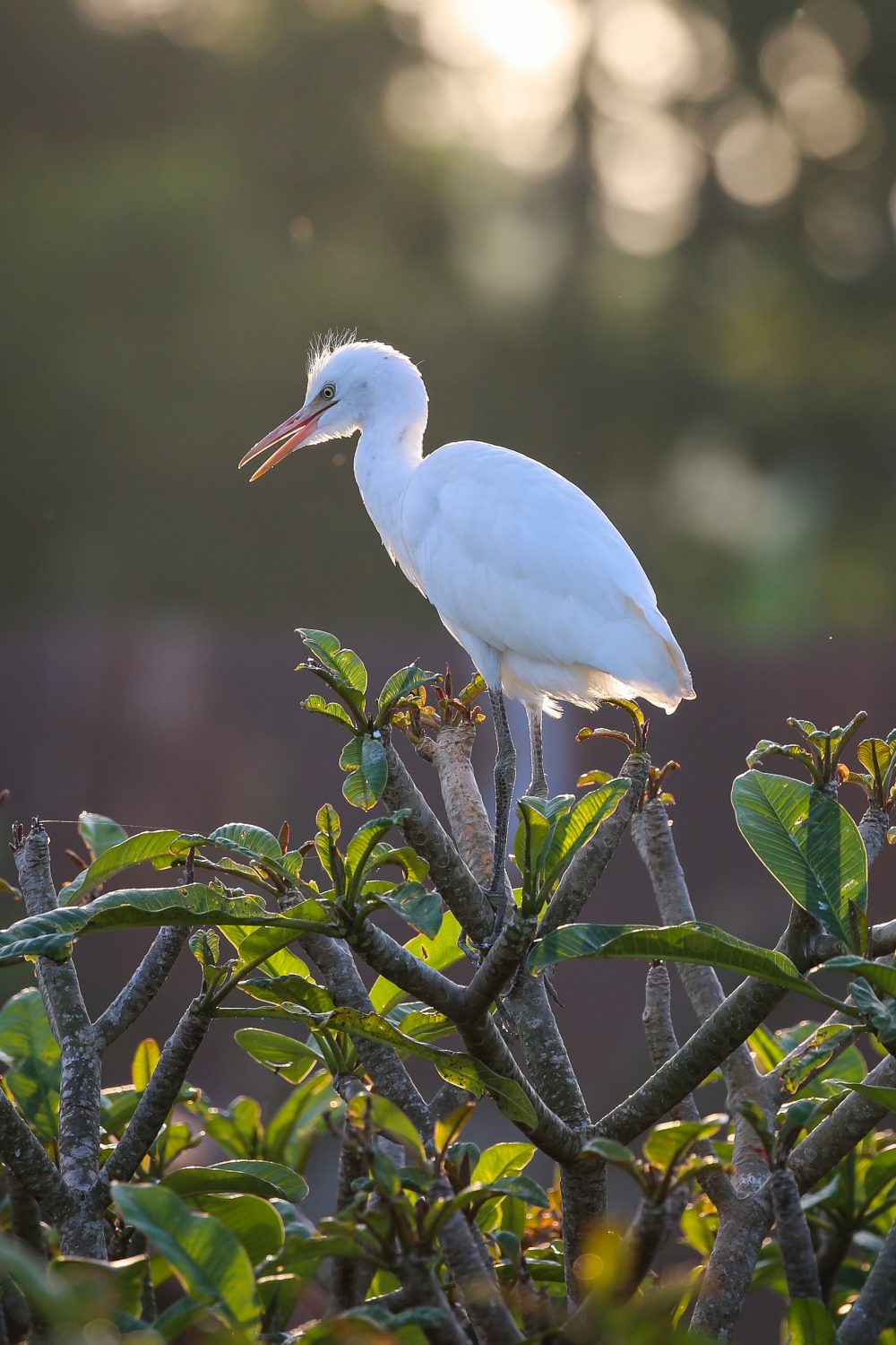 White heron, Bali, Indonesia