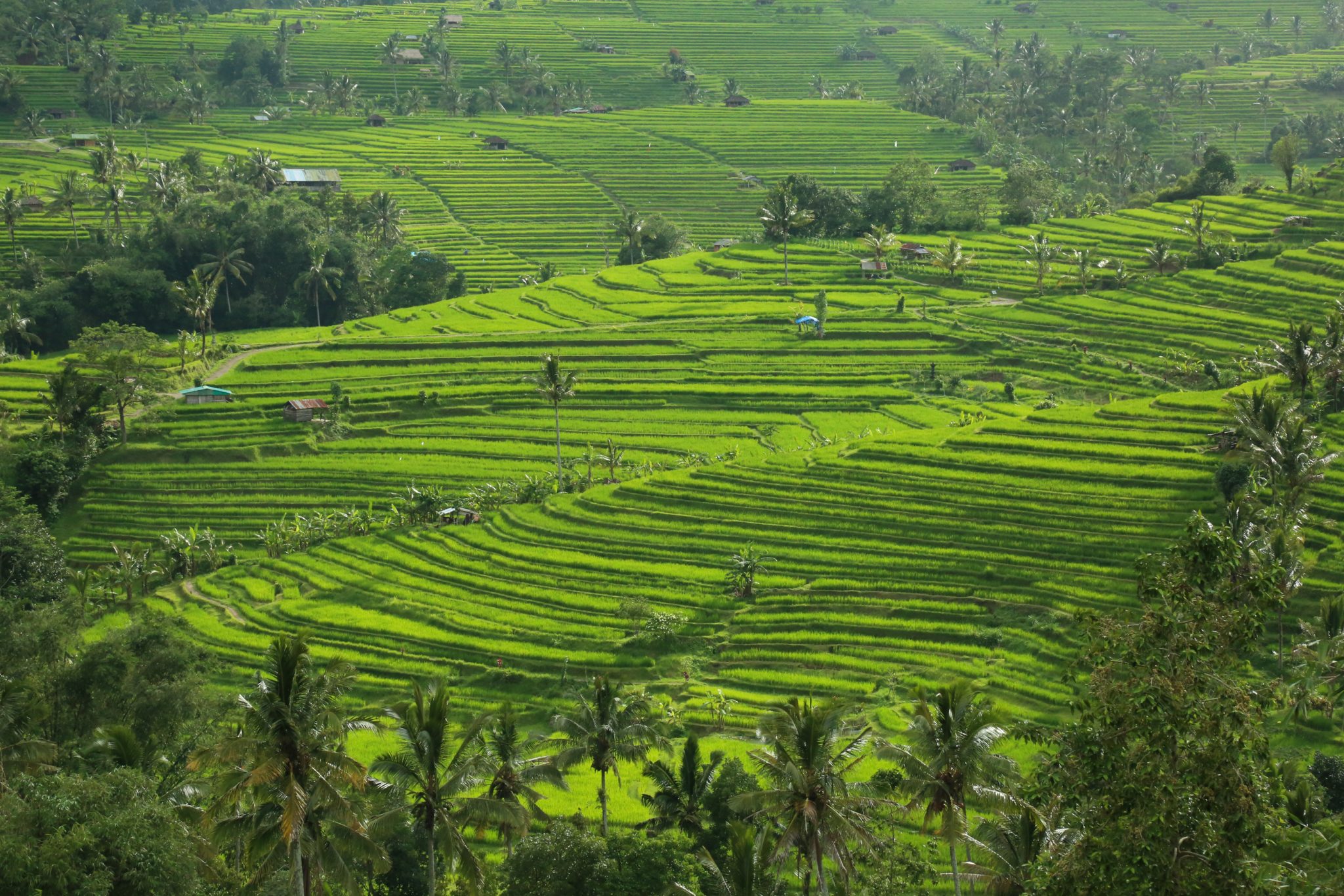 Rice terraces, Bali, Indonesia