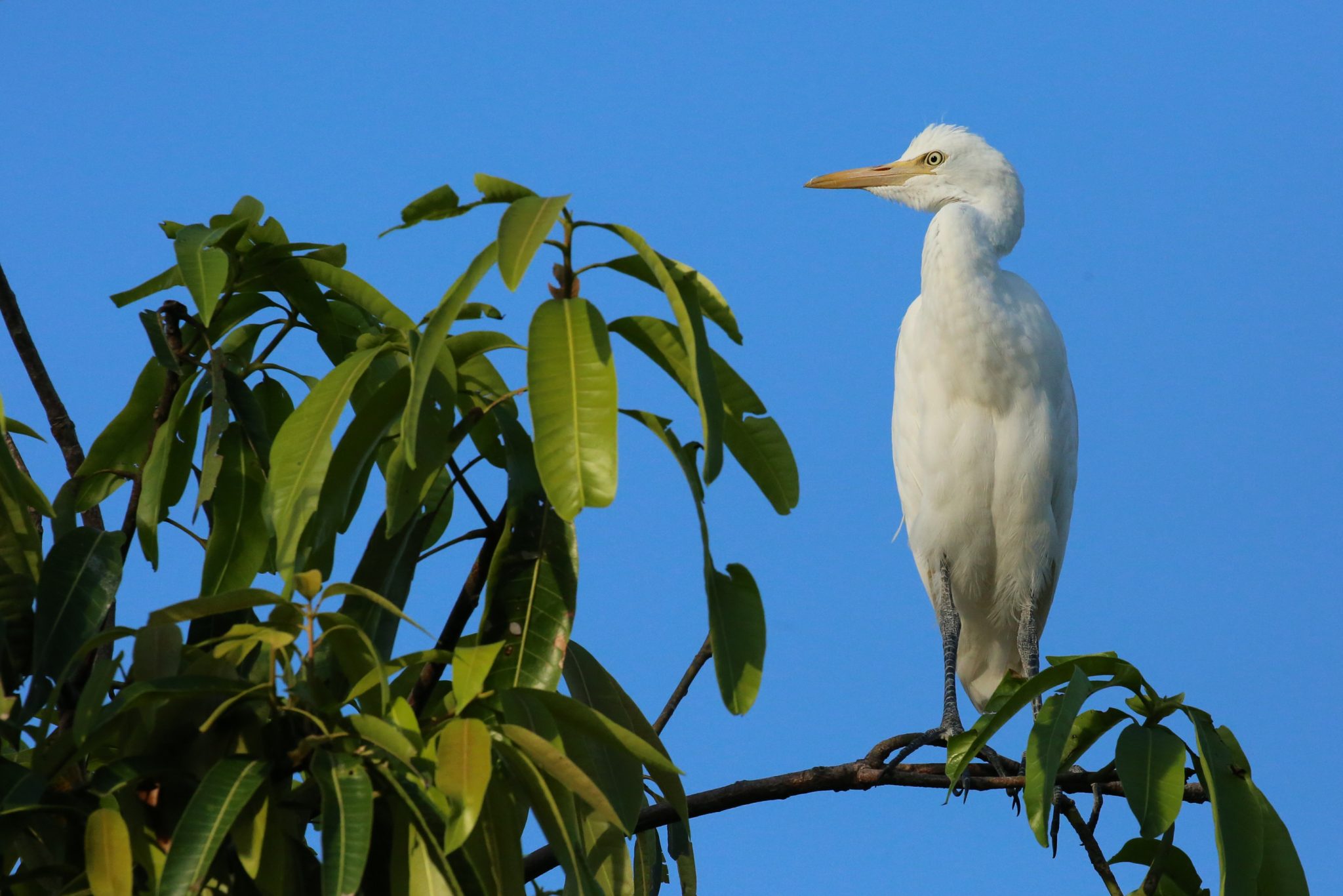 White heron, Bali, Indonesia