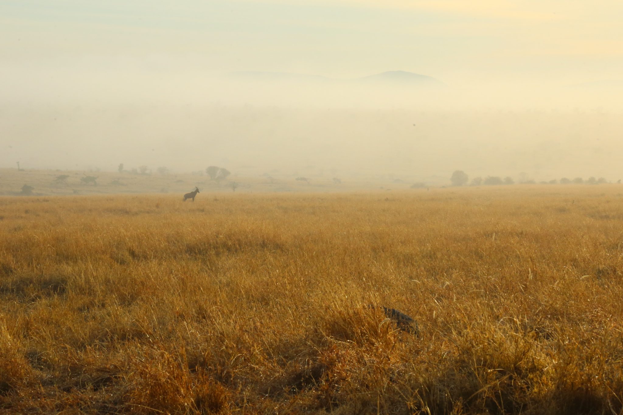 Topi, Olare Orok Conservancy, Kenya