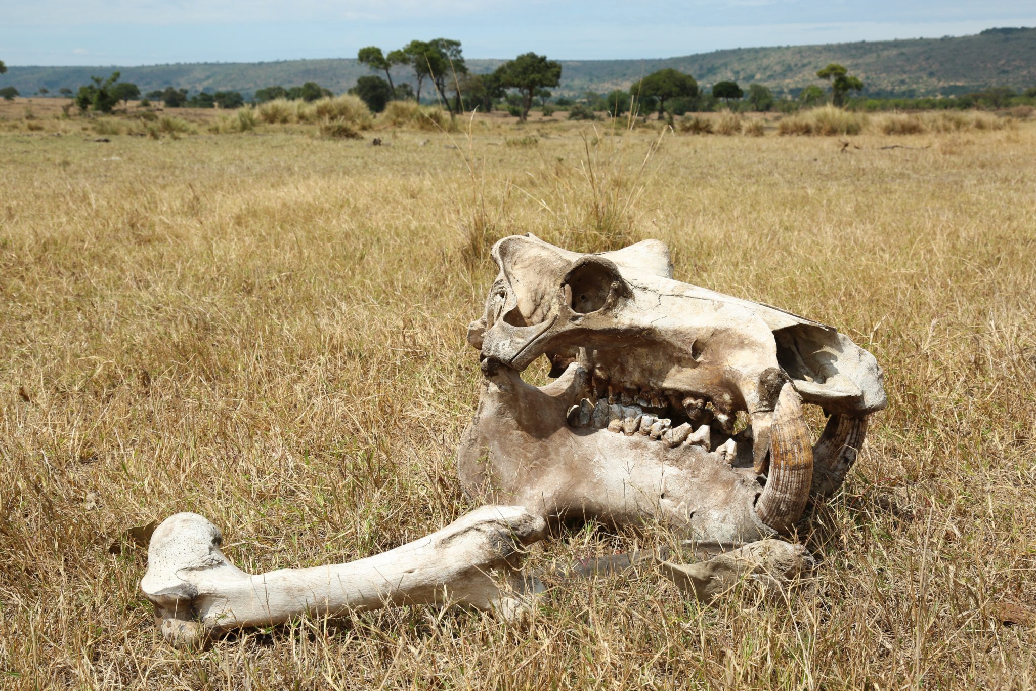 Elephant skull, Lemek Conservancy, Kenya