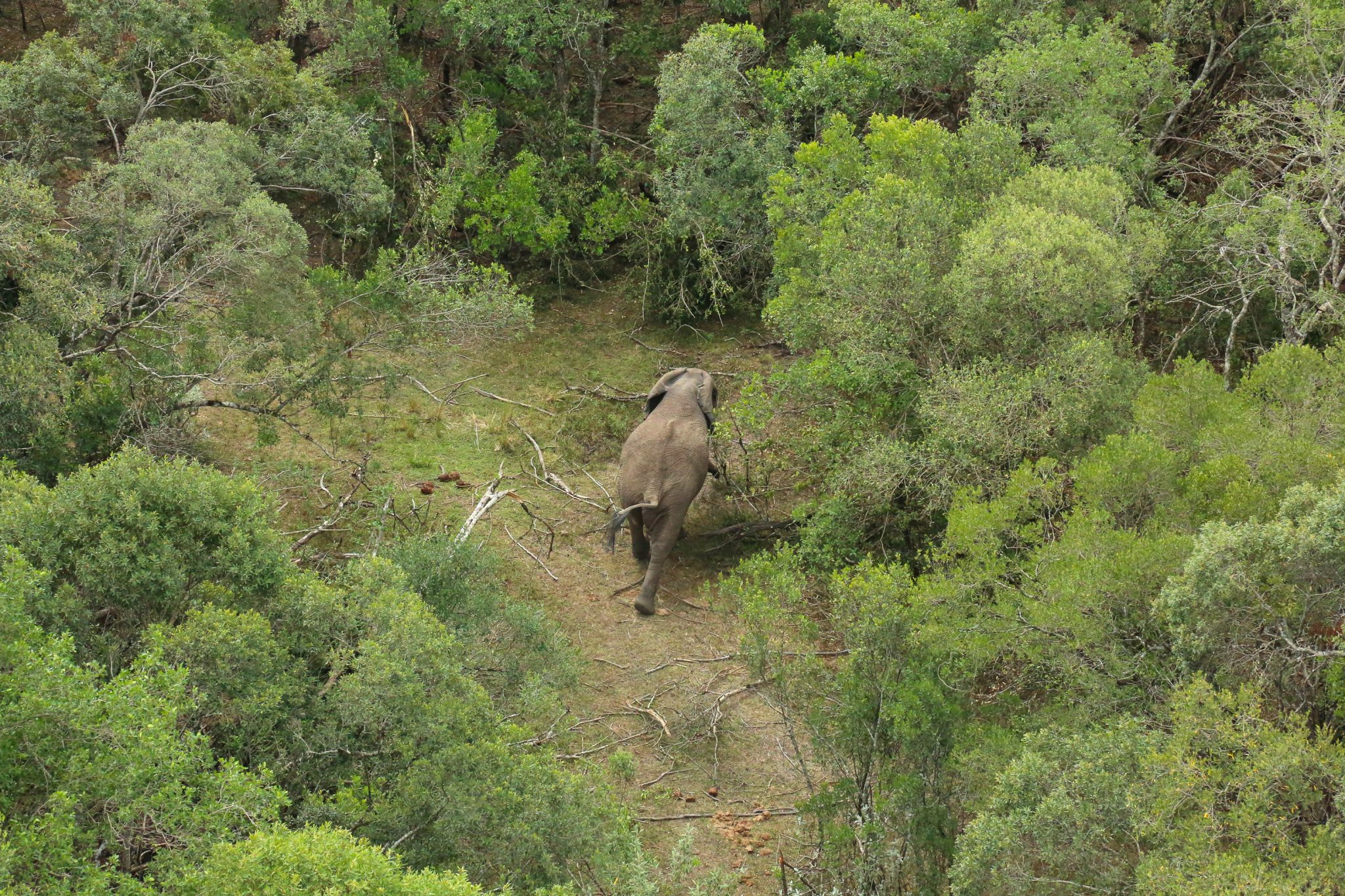 Elephants, Nyekweri forest, Kenya