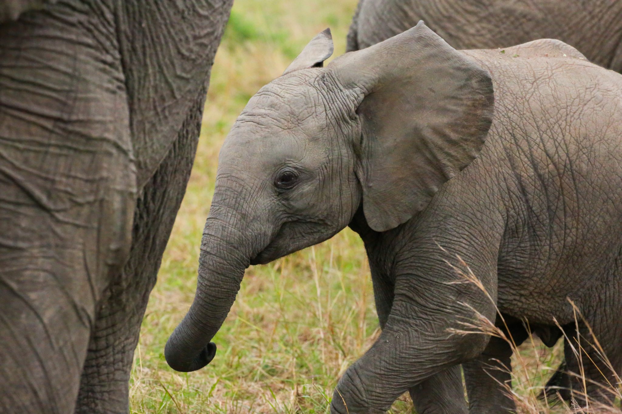 Elephants, Mara Triangle, Kenya