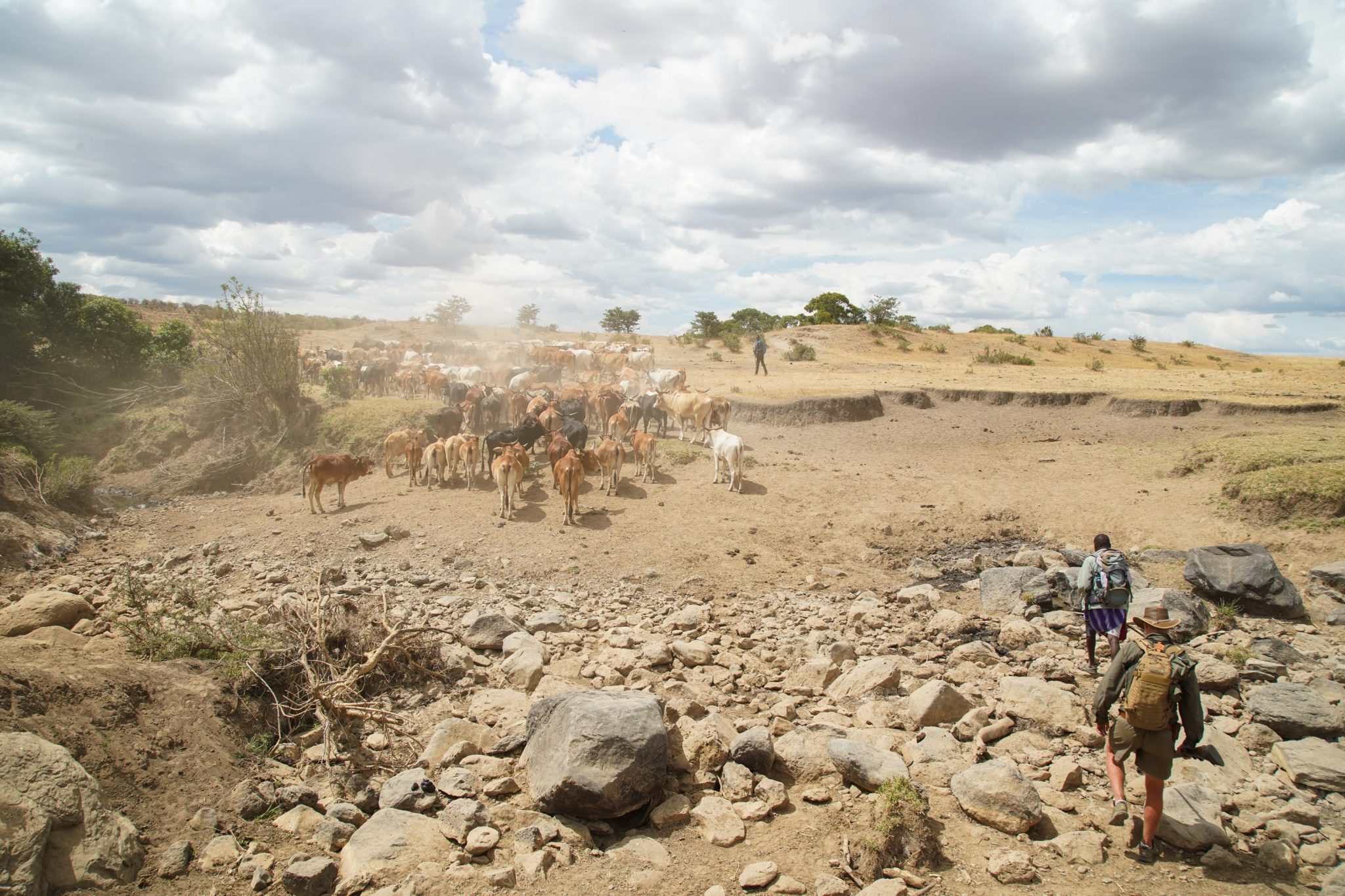 Cattle, Lemek Conservancy, Kenya
