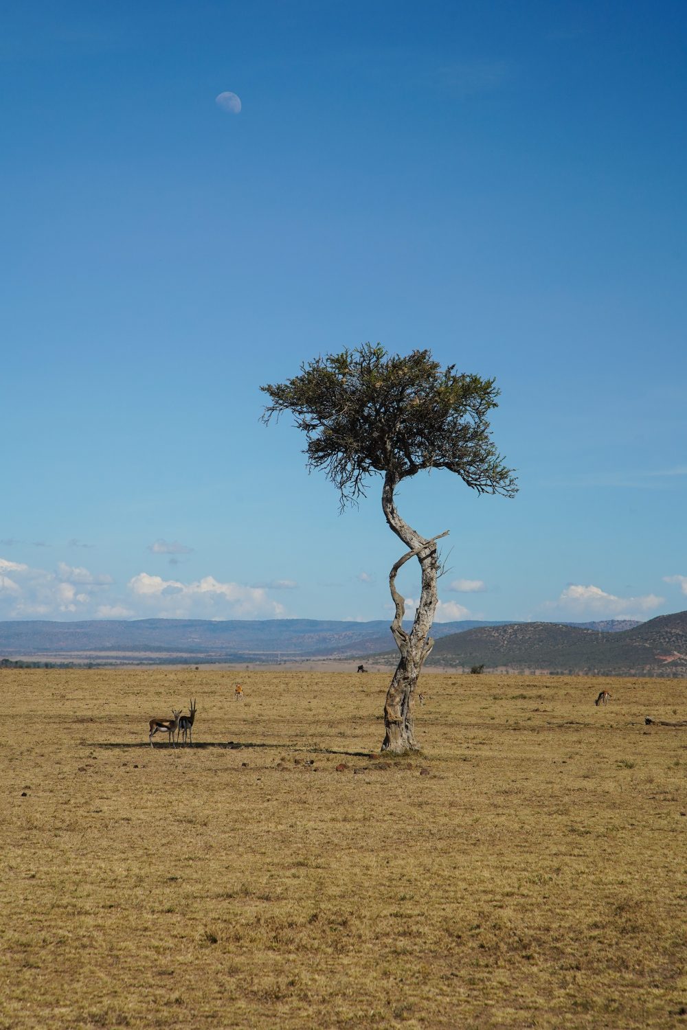 Thomson's Gazelles, Naboisho Conservancy, Kenya