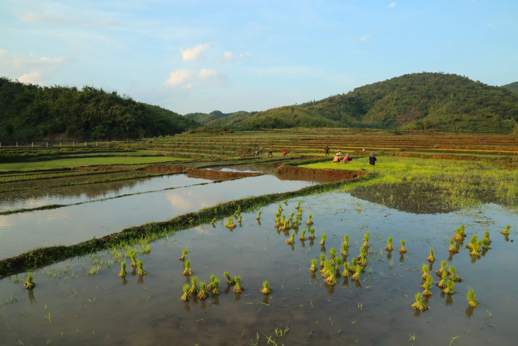 Navane, Nam Et-Phou Louey, Laos