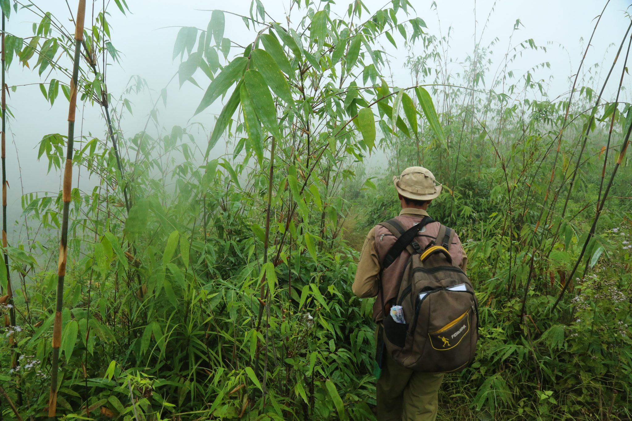 Forever Mountain, Nam Et-Phou Louey, Laos