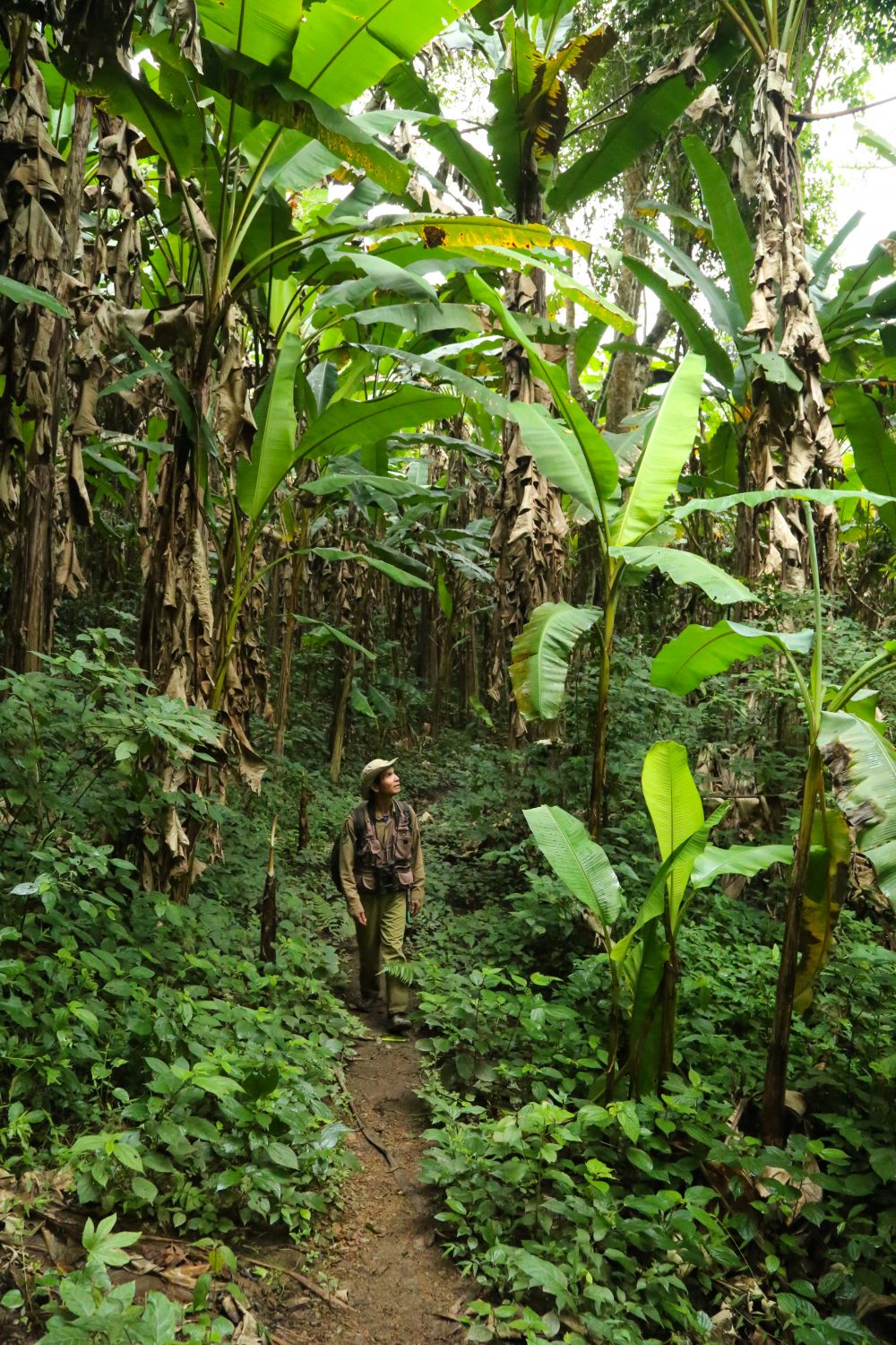 Forever Mountain, Nam Et-Phou Louey, Laos