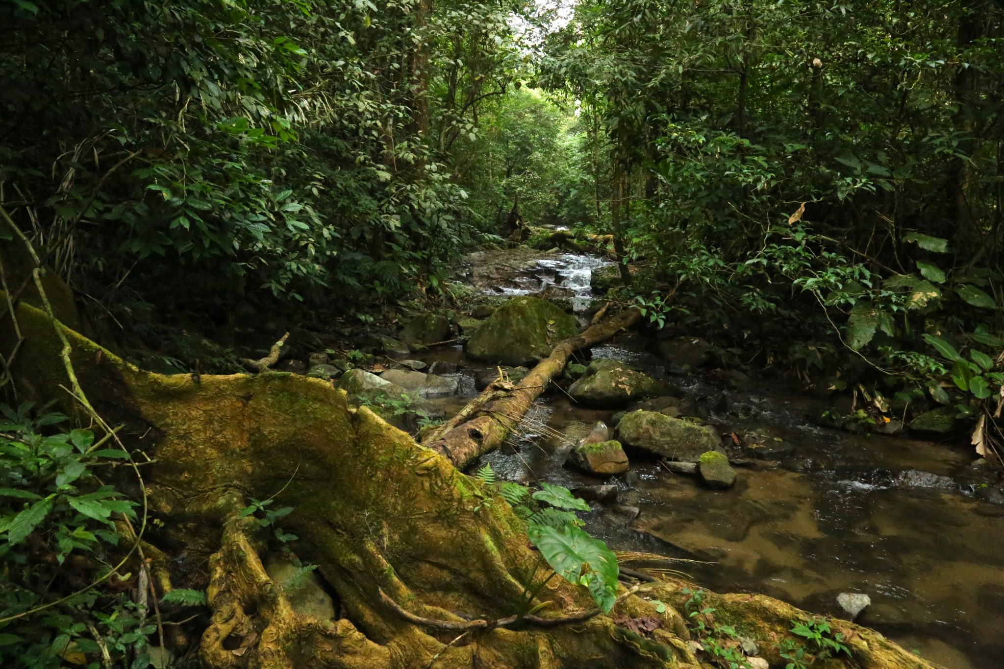 Nam Et-Phou Louey National Park, Laos