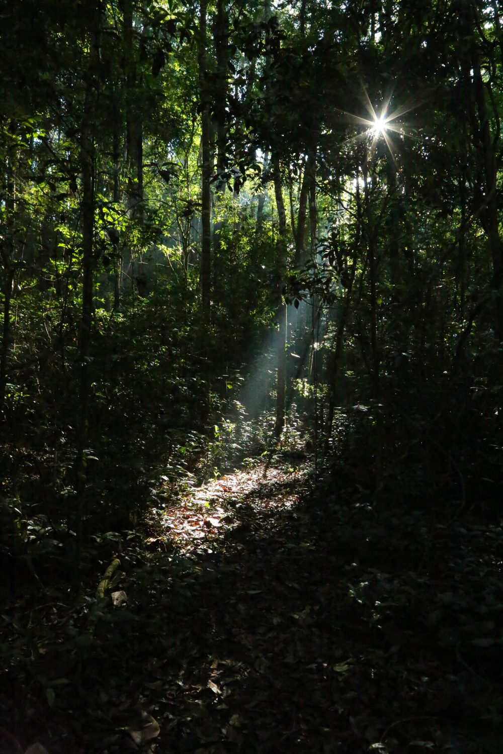 Nam Et-Phou Louey, Laos