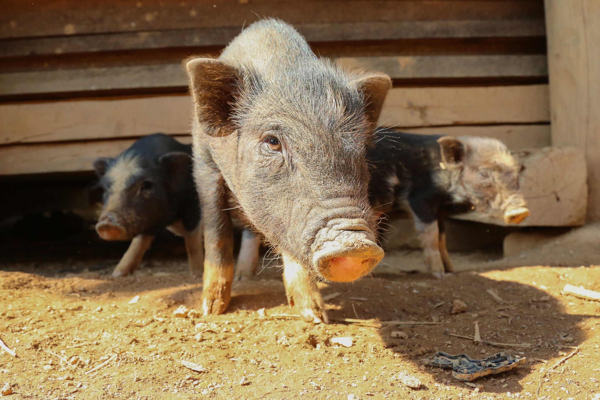 Piglets, Navane, Laos