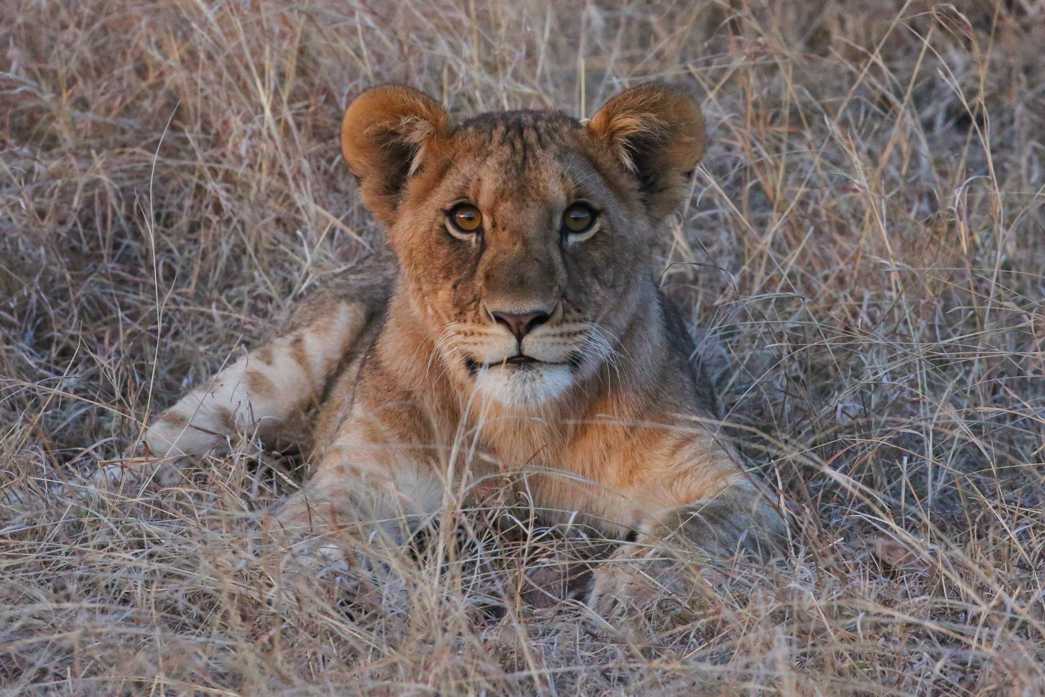 Lion, Naboisho Conservancy, Kenya