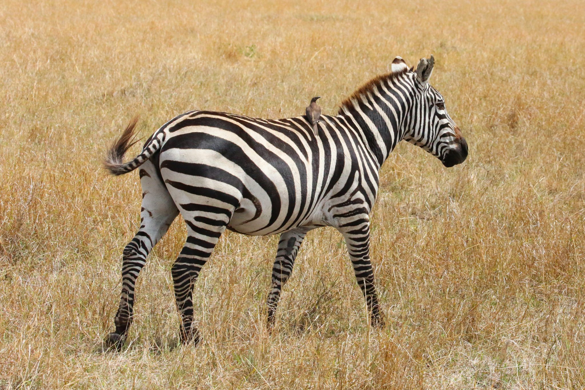 Zebra and oxpecker, Mara Triangle, Kenya