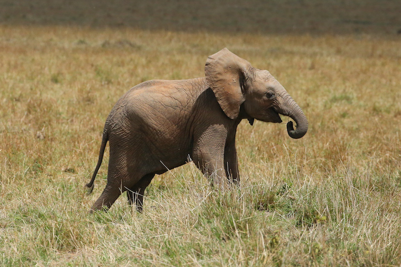 Elephant, Mara Triangle, Kenya