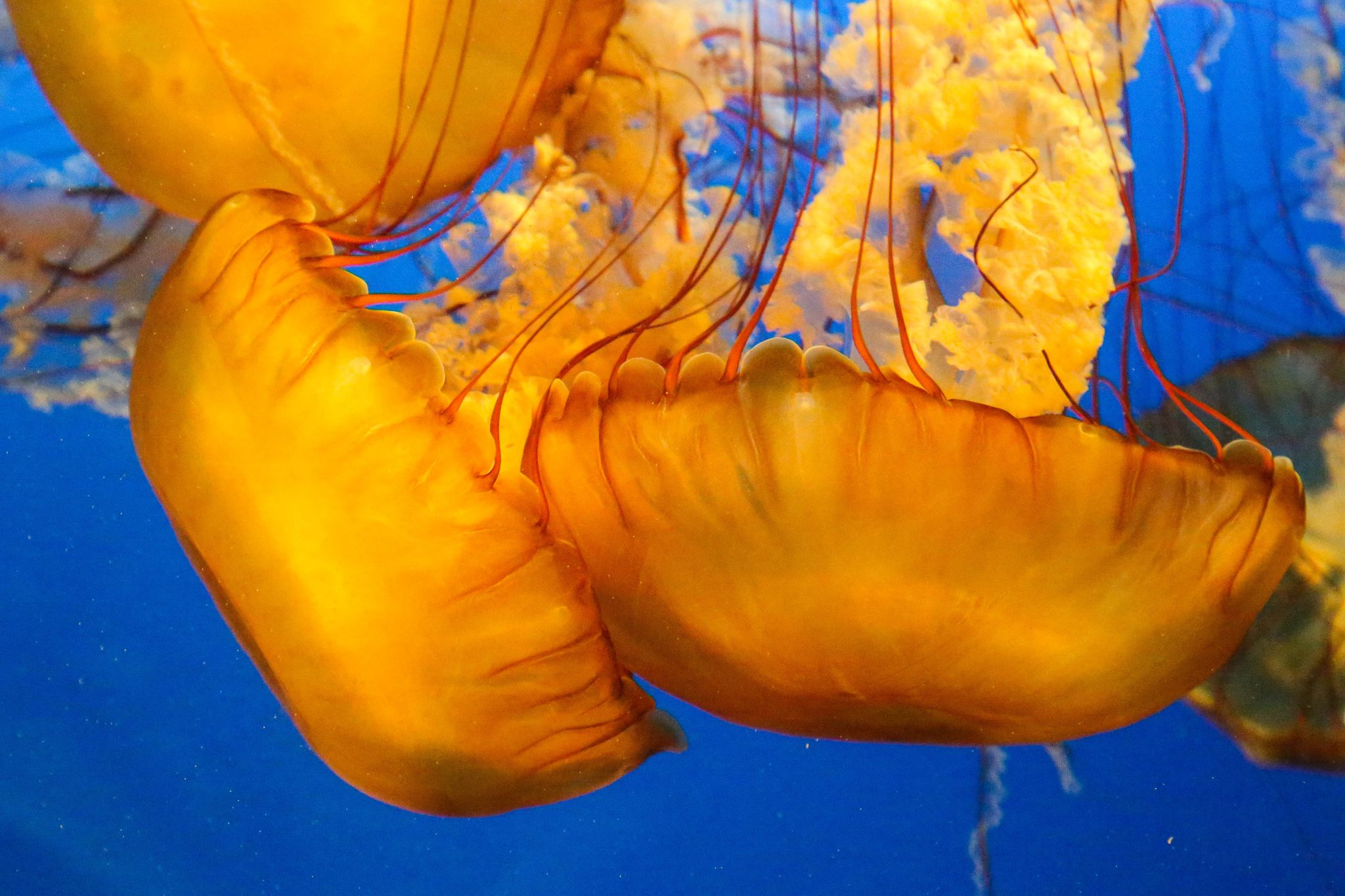 Jellyfish, Vancouver, Canada